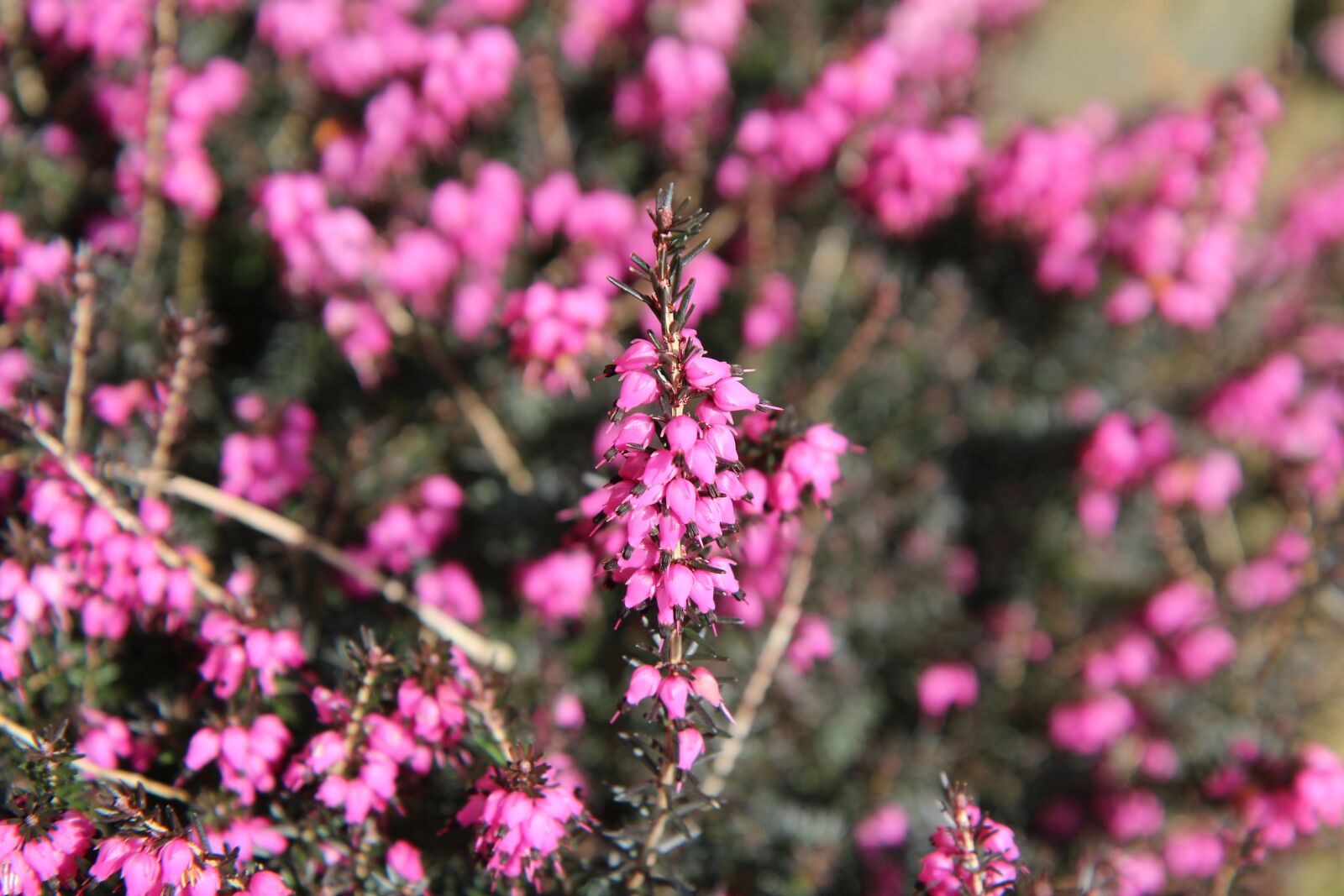 Canon EOS 600D (Rebel EOS T3i / EOS Kiss X5) sample photo. Heather, pink, flower photography