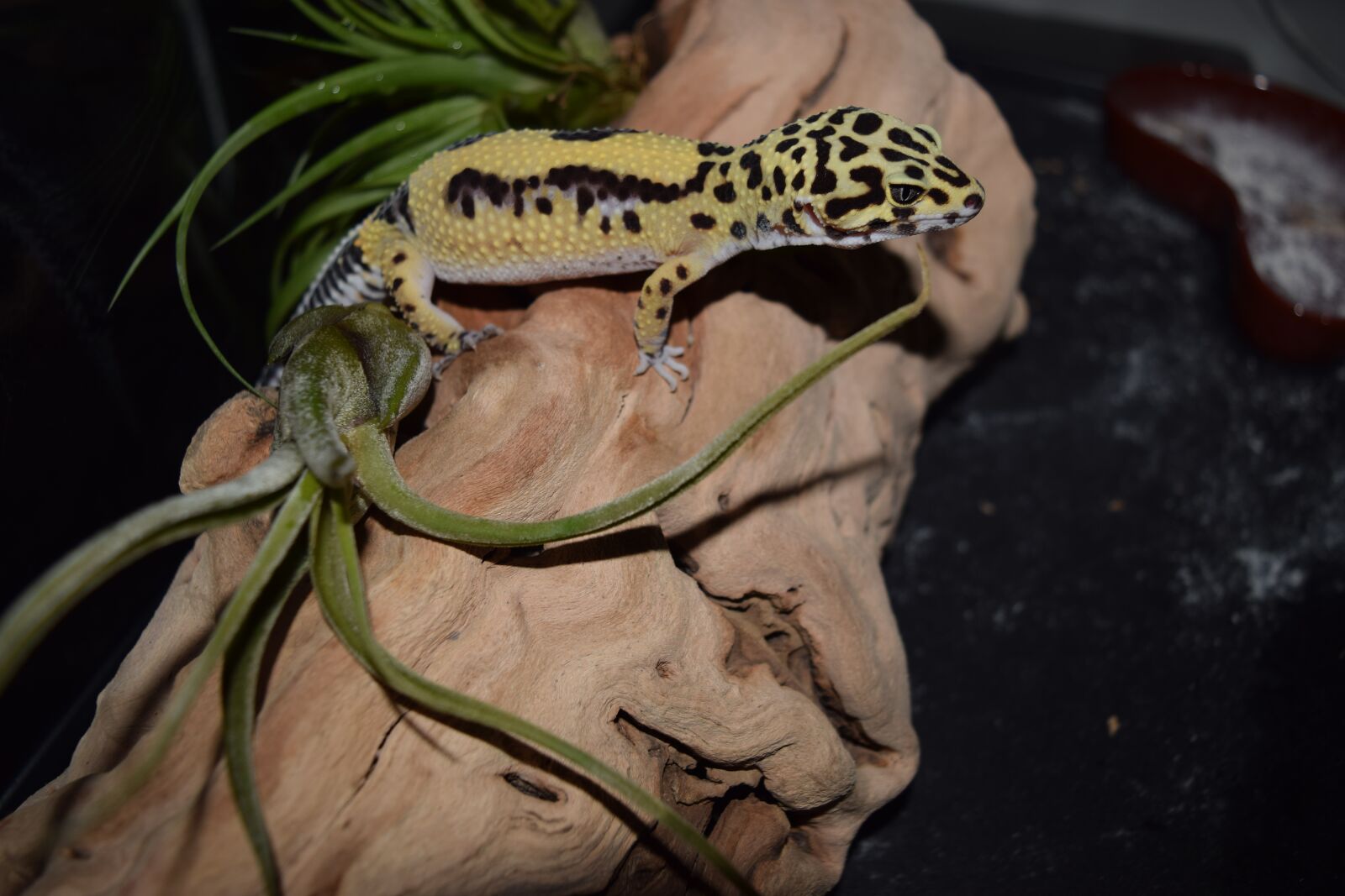 Nikon D3300 sample photo. Leopard gecko, pet, pets photography