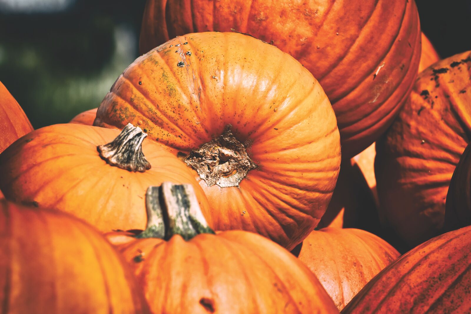 Nikon D7200 sample photo. Pumpkins, colorful, autumn photography