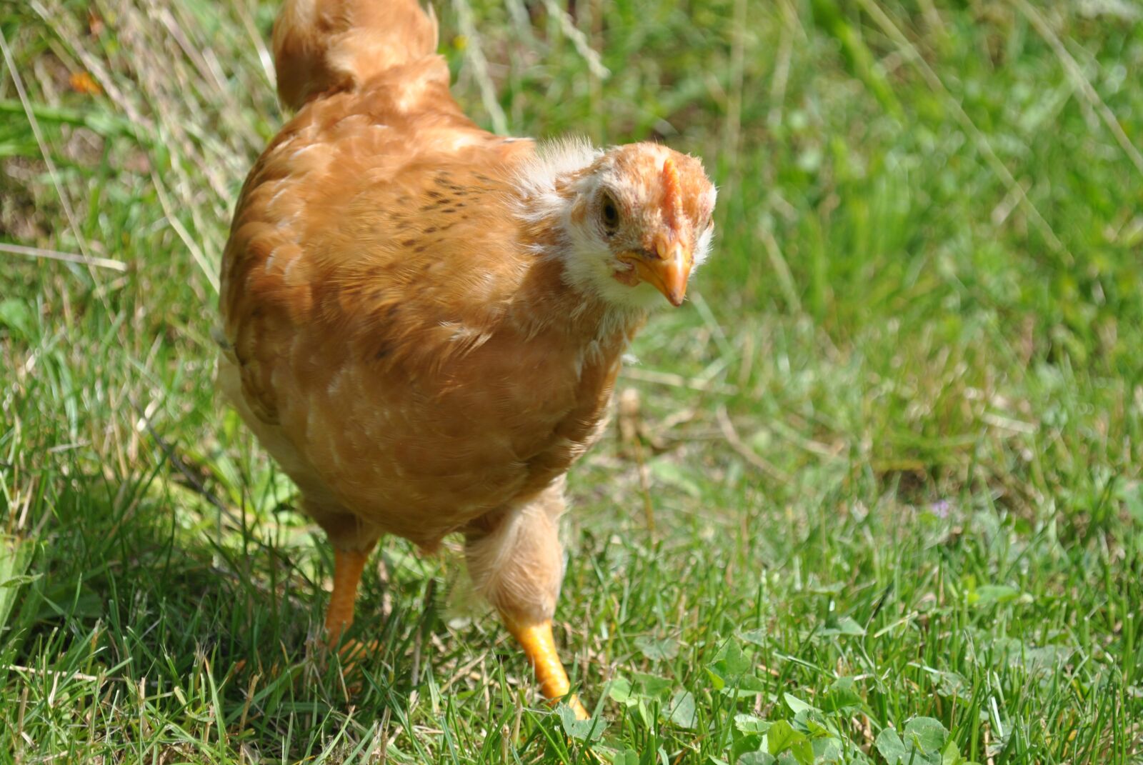 Nikon D3000 sample photo. New hampshire, animal, nature photography