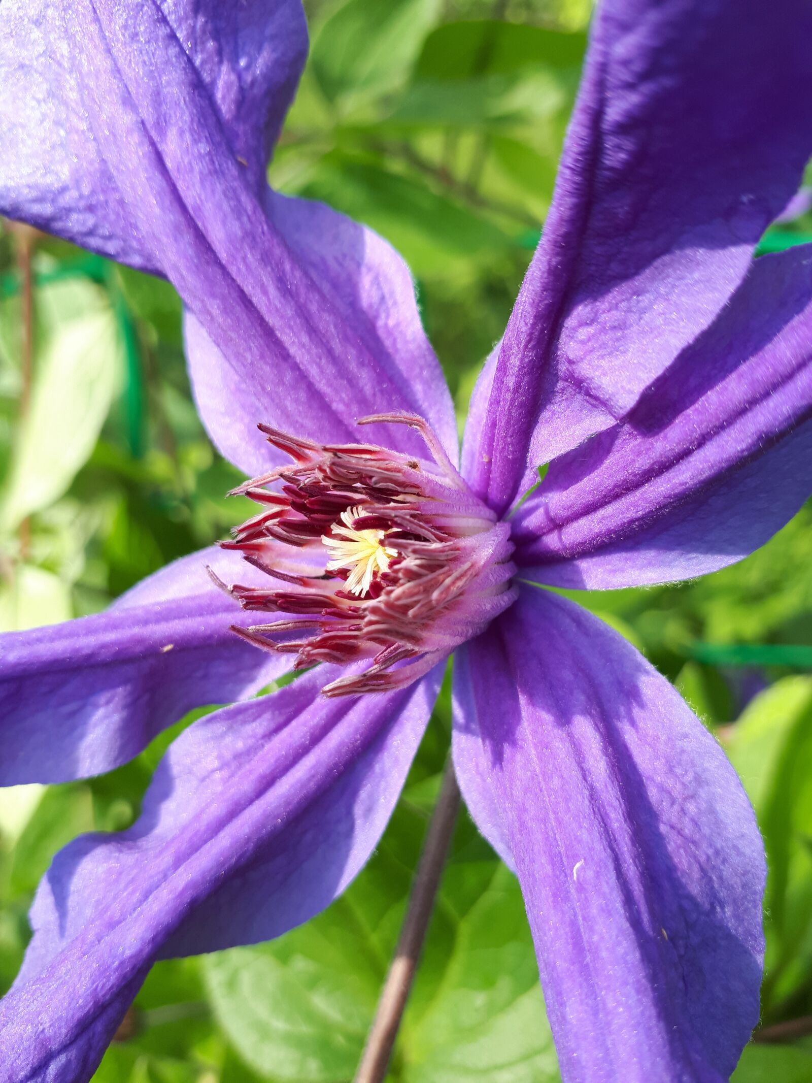 Samsung Galaxy A5(2017) sample photo. Flower, clematis, macro photography