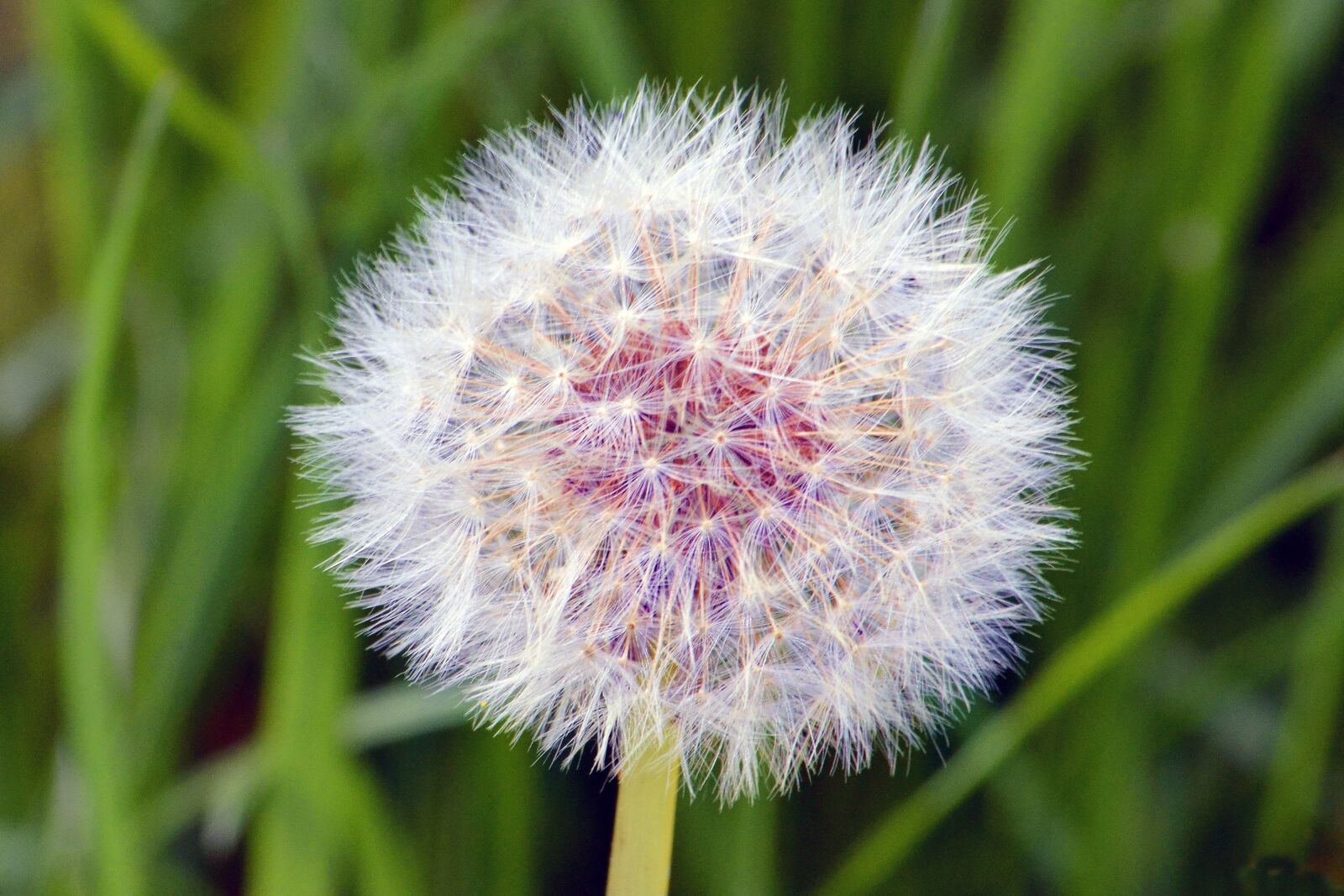 Nikon D7000 sample photo. Dandelion, roadside, pointed flower photography
