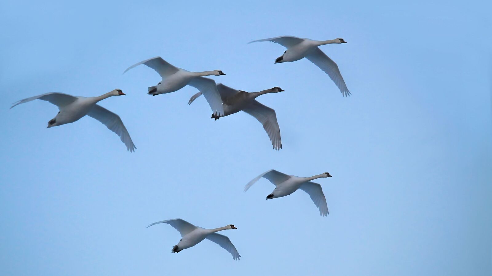Canon EOS 1100D (EOS Rebel T3 / EOS Kiss X50) sample photo. Swans, flying, birds photography