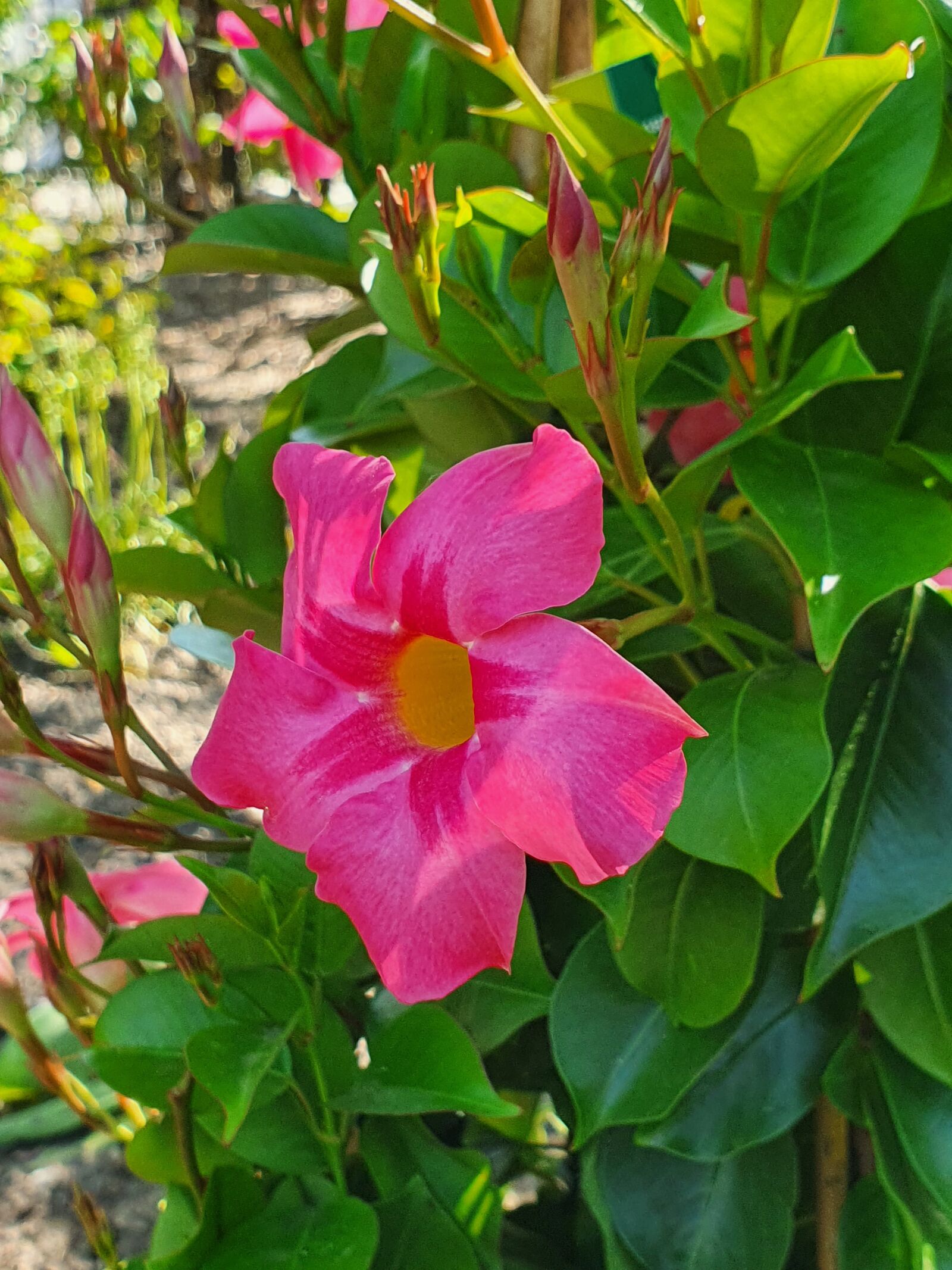 Samsung Galaxy S10+ sample photo. Flowers, spring, flower photography