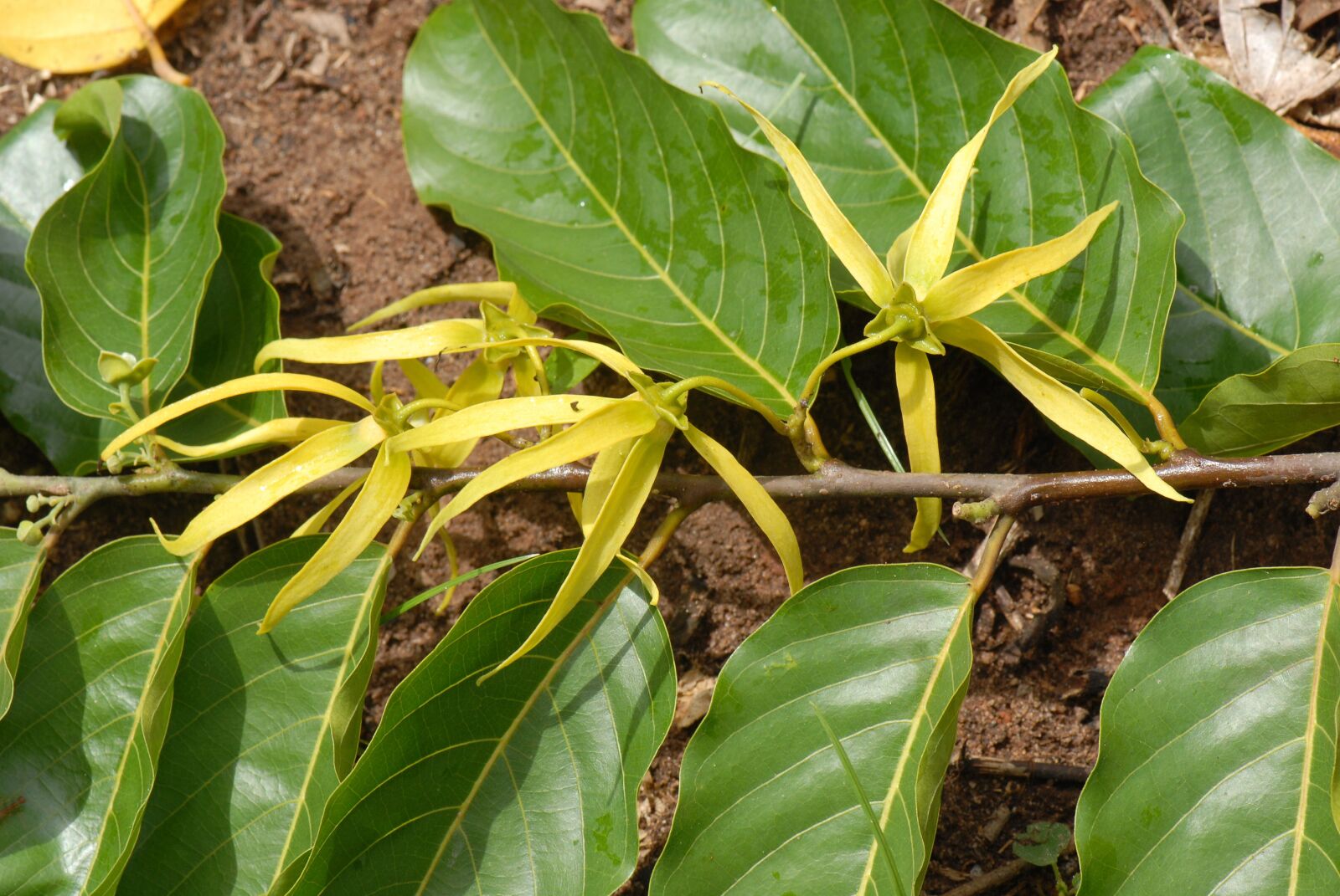 Nikon D200 sample photo. Ylang ylang, blossom, bloom photography