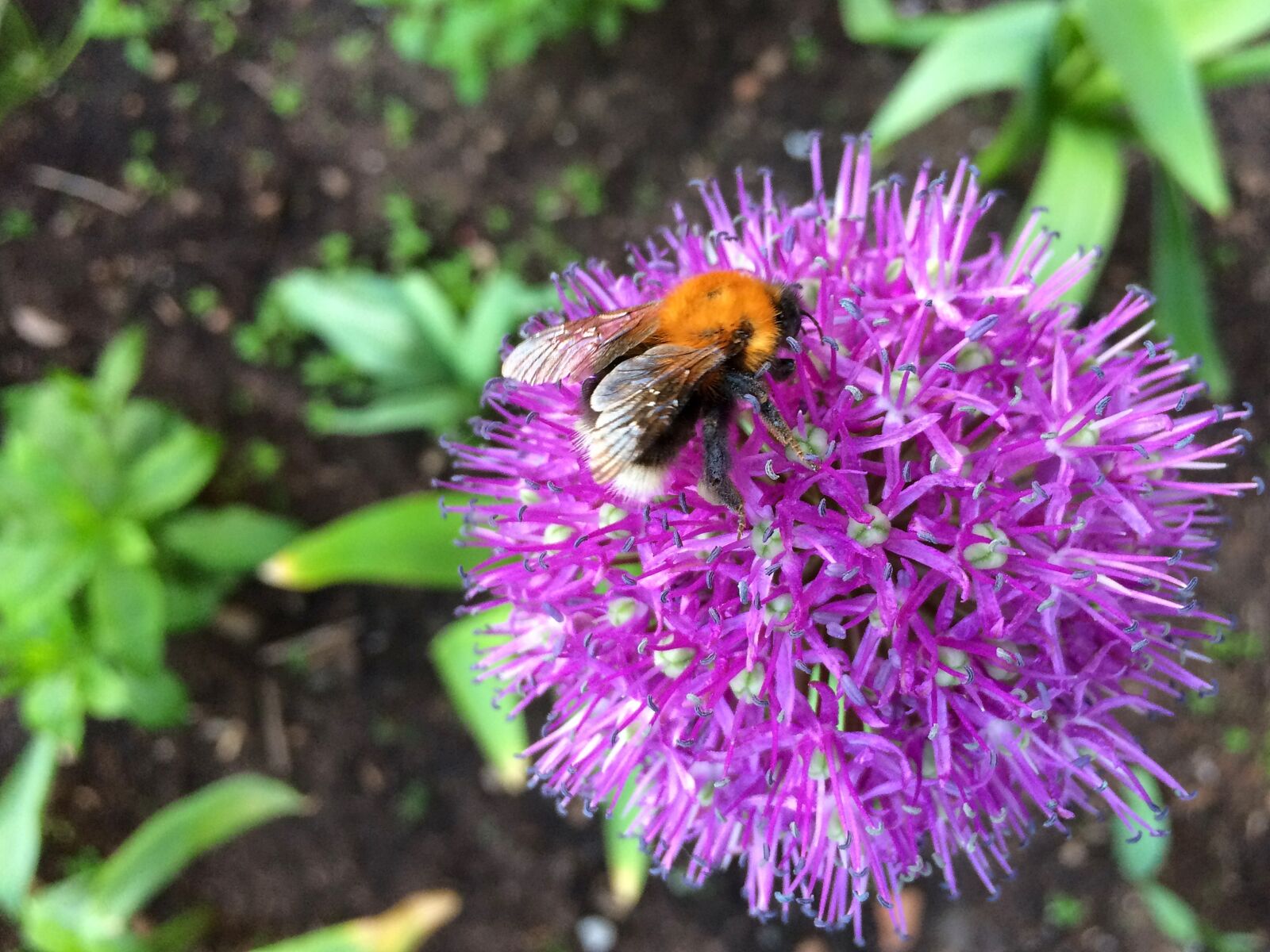 iPhone 5s back camera 4.15mm f/2.2 sample photo. Bumblebee, flower, nature photography