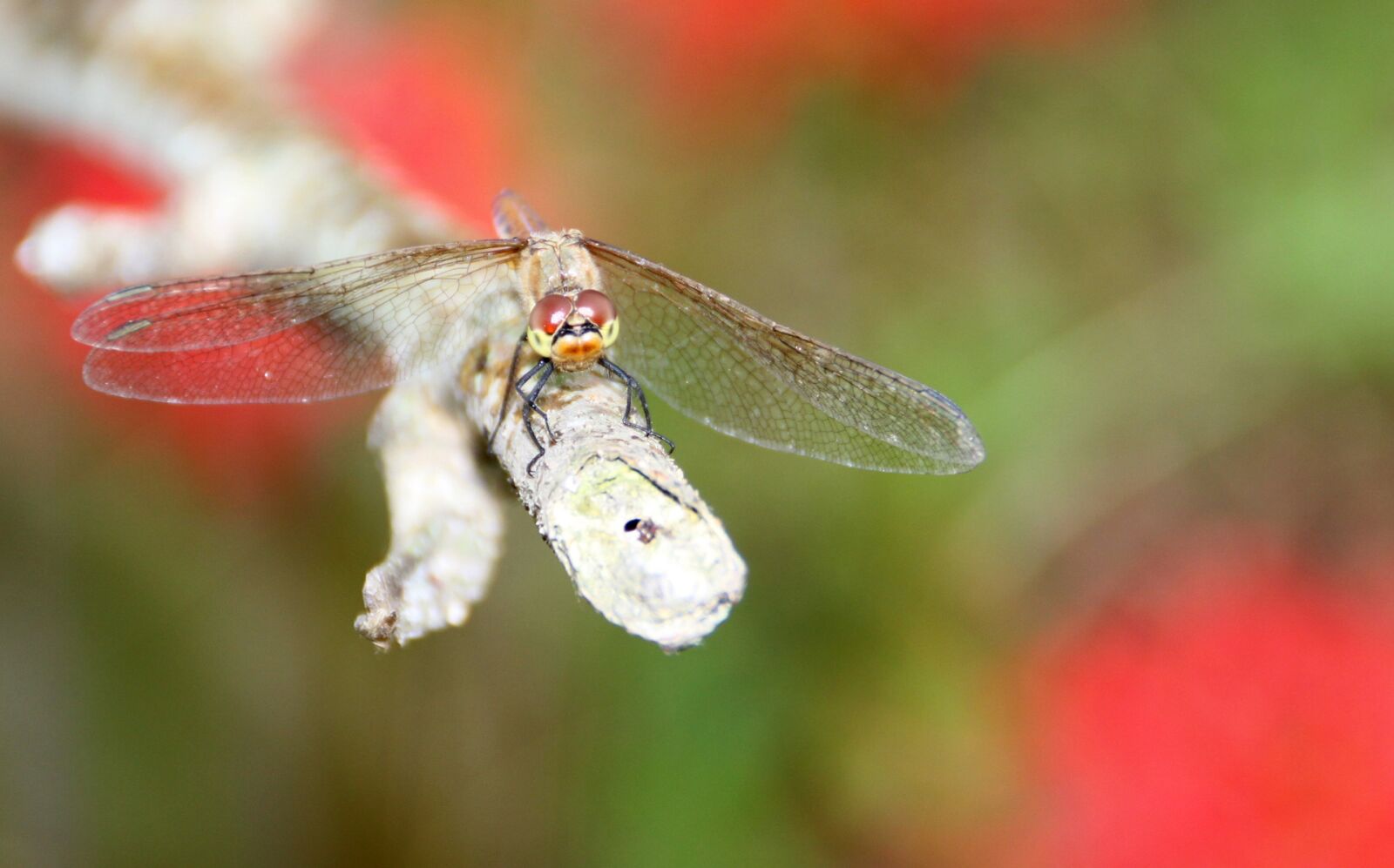 Canon EOS 500D (EOS Rebel T1i / EOS Kiss X3) sample photo. Dragonfly, snow, autumn photography