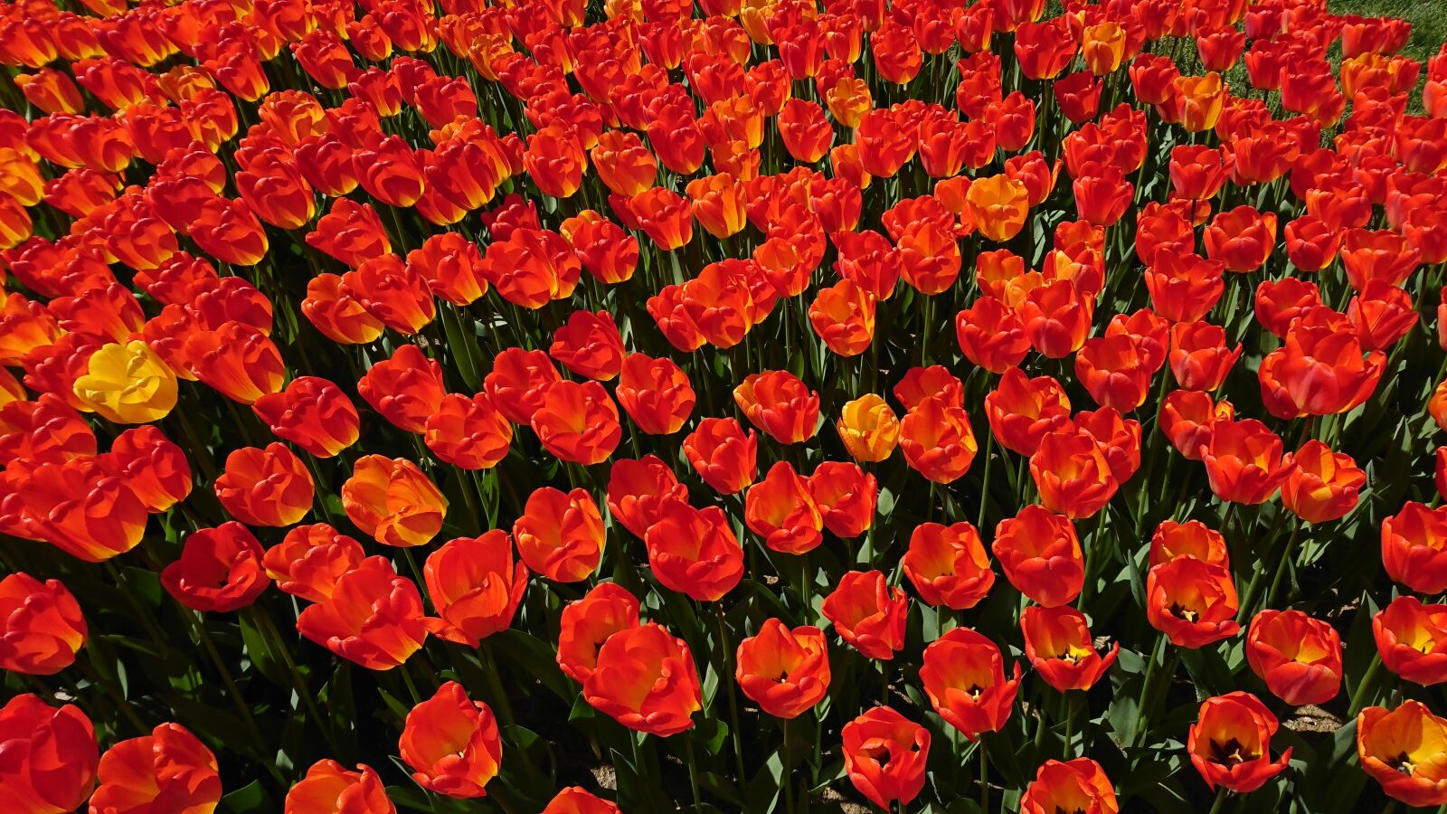Sony Xperia XZ sample photo. Tulips, garden, flower photography