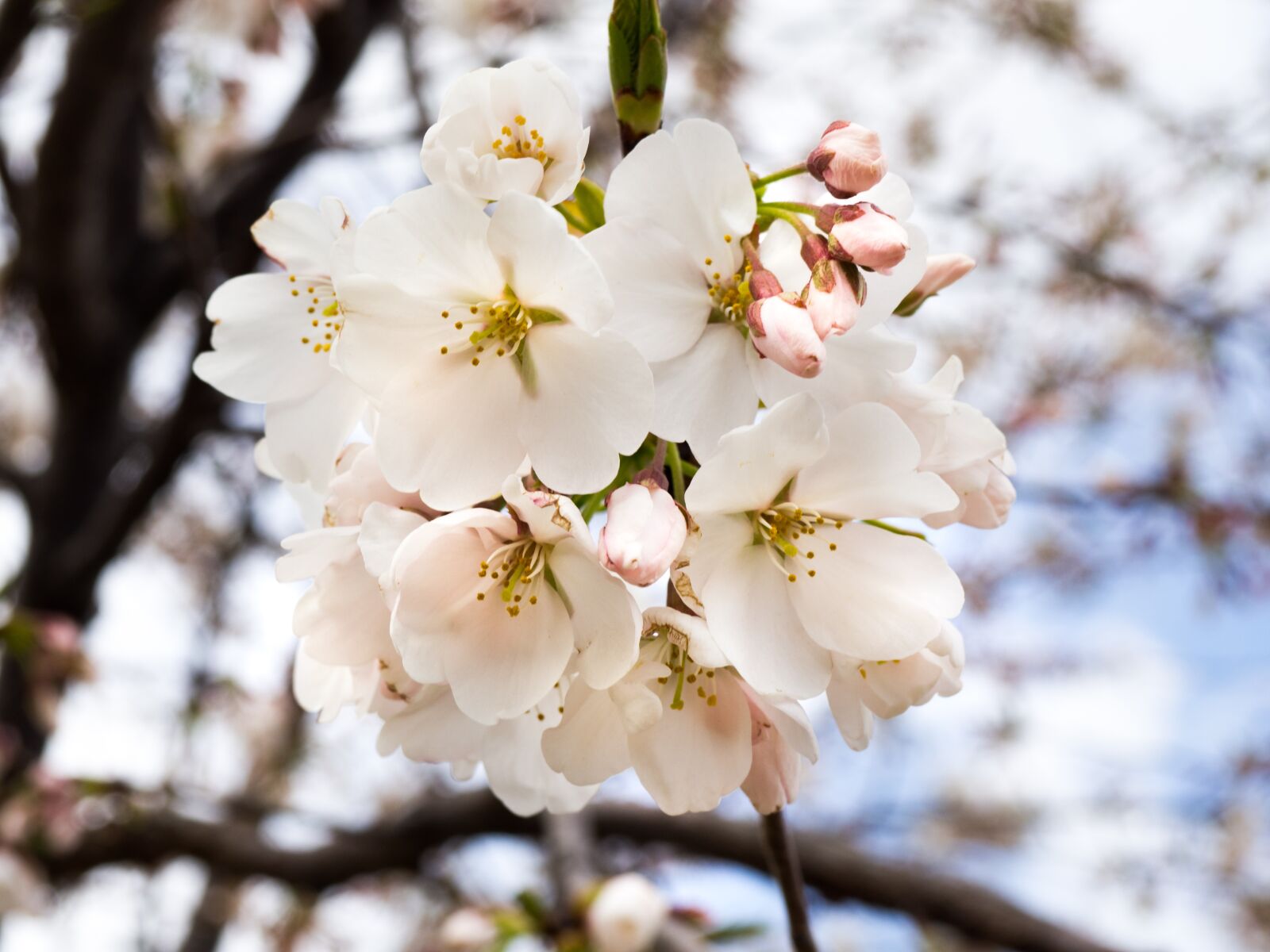 Olympus OM-D E-M10 sample photo. Flowers, nature, blossoms photography