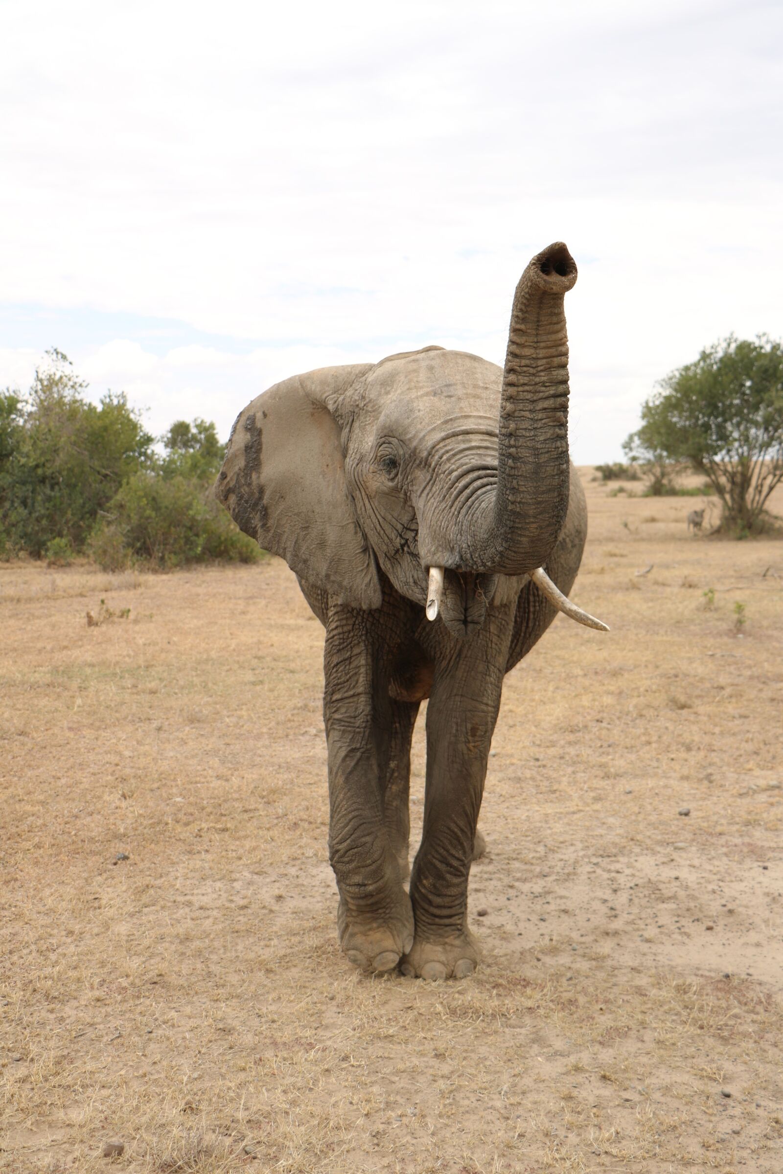 Canon EOS 760D (EOS Rebel T6s / EOS 8000D) sample photo. Elephant, get away, africa photography