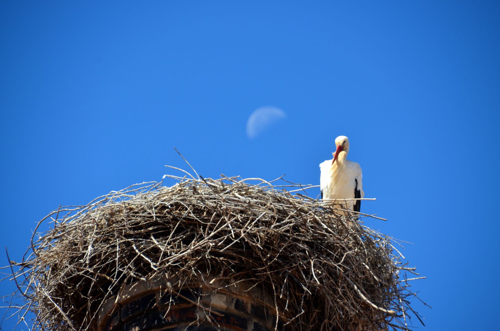 Nikon D5100 sample photo. Stork, nest, bird photography
