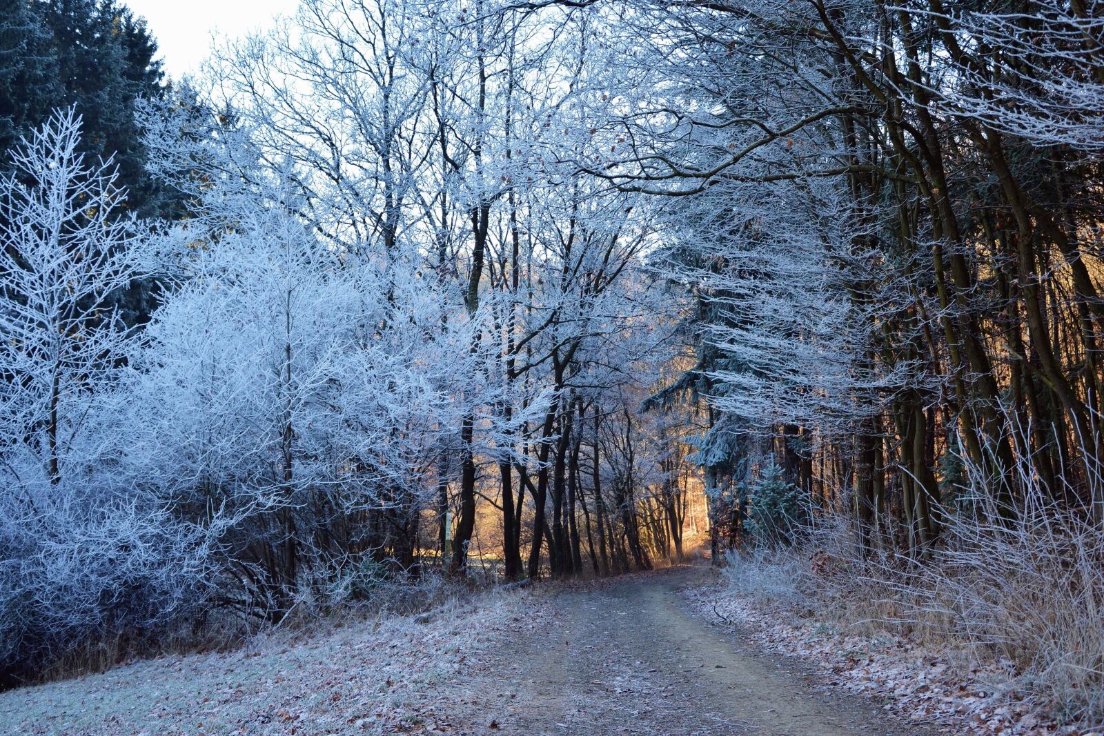 Nikon D5200 sample photo. Road, forest, wood, winter photography