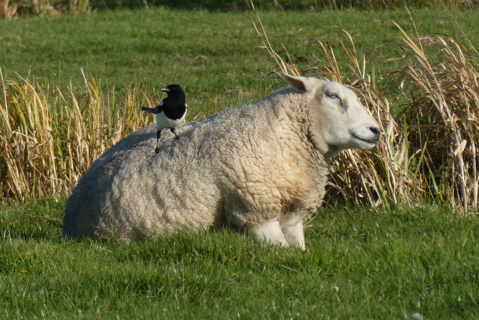 Panasonic Lumix DC-ZS70 (Lumix DC-TZ90) sample photo. Sheep, magpie, pasture photography