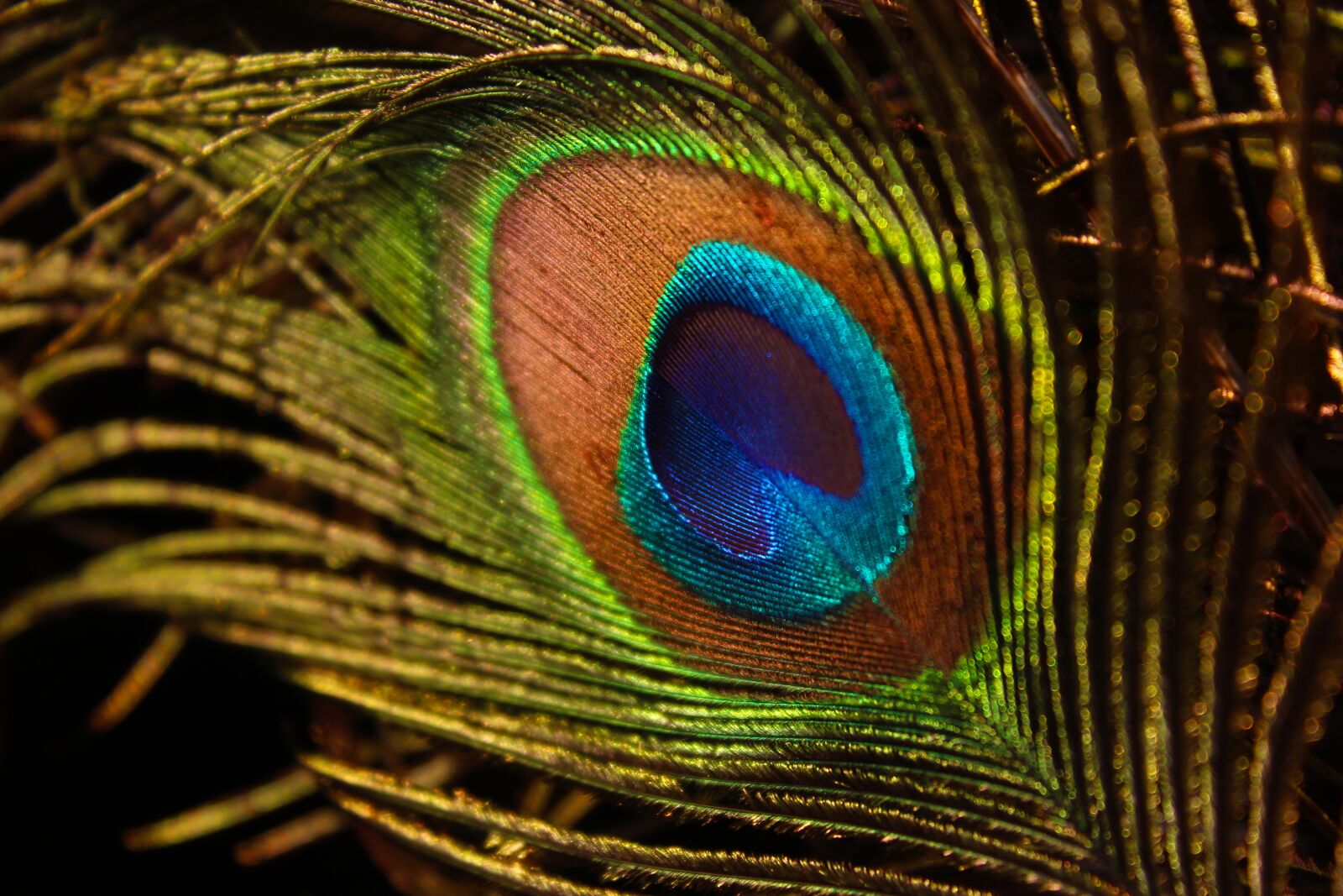 Canon EOS 700D (EOS Rebel T5i / EOS Kiss X7i) sample photo. Peacock feather, wing, bird photography