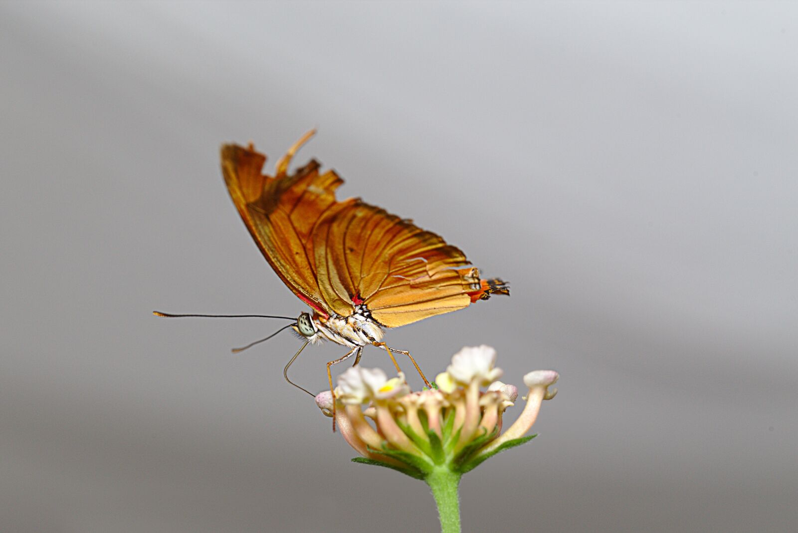 Canon EF 100mm F2.8L Macro IS USM sample photo. Butterfly, macro, insect photography