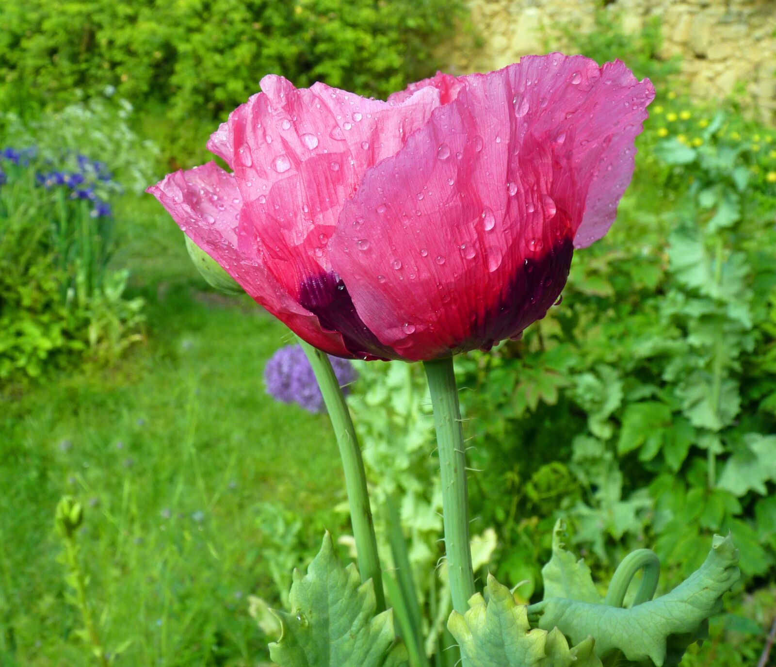 Panasonic Lumix DMC-FZ35 (Lumix DMC-FZ38) sample photo. Flower, poppy, pink poppy photography