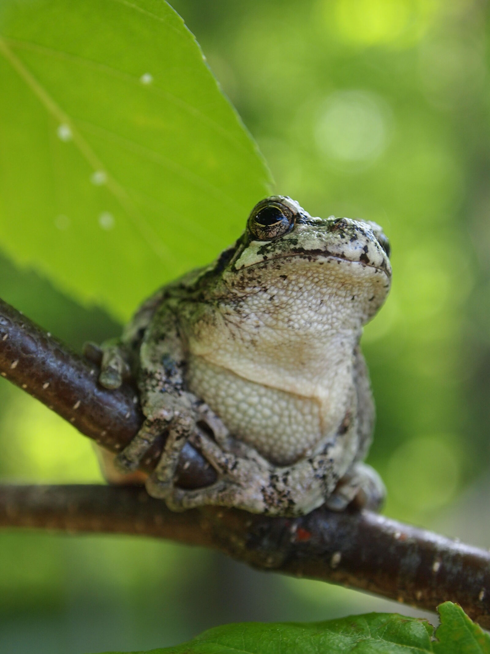 Olympus PEN E-PL1 sample photo. Branch, close, up, frog photography