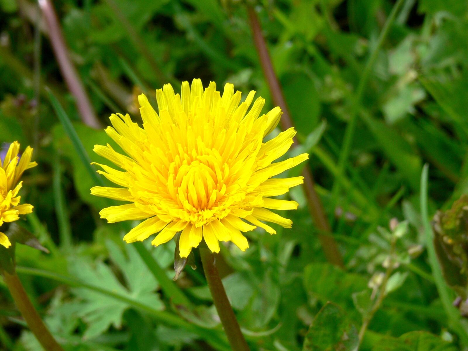 Panasonic DMC-FZ30 sample photo. Dandalion, spring flowers, grass photography