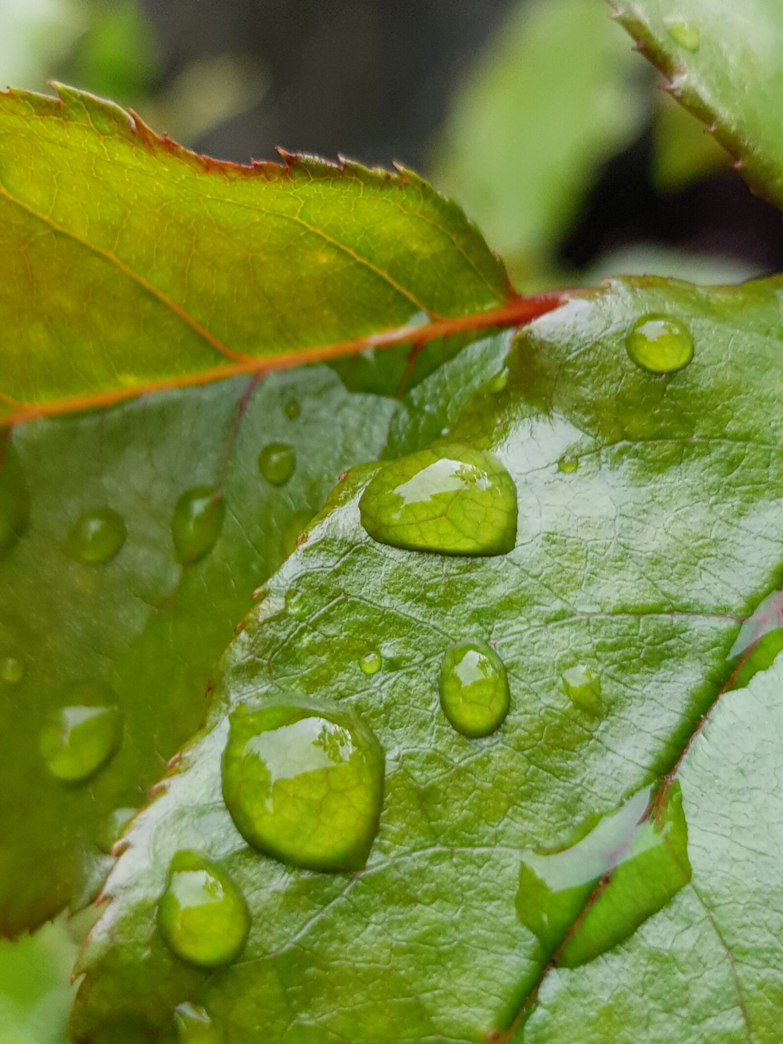 Samsung Galaxy S8 sample photo. Leaf, plant, pearl photography
