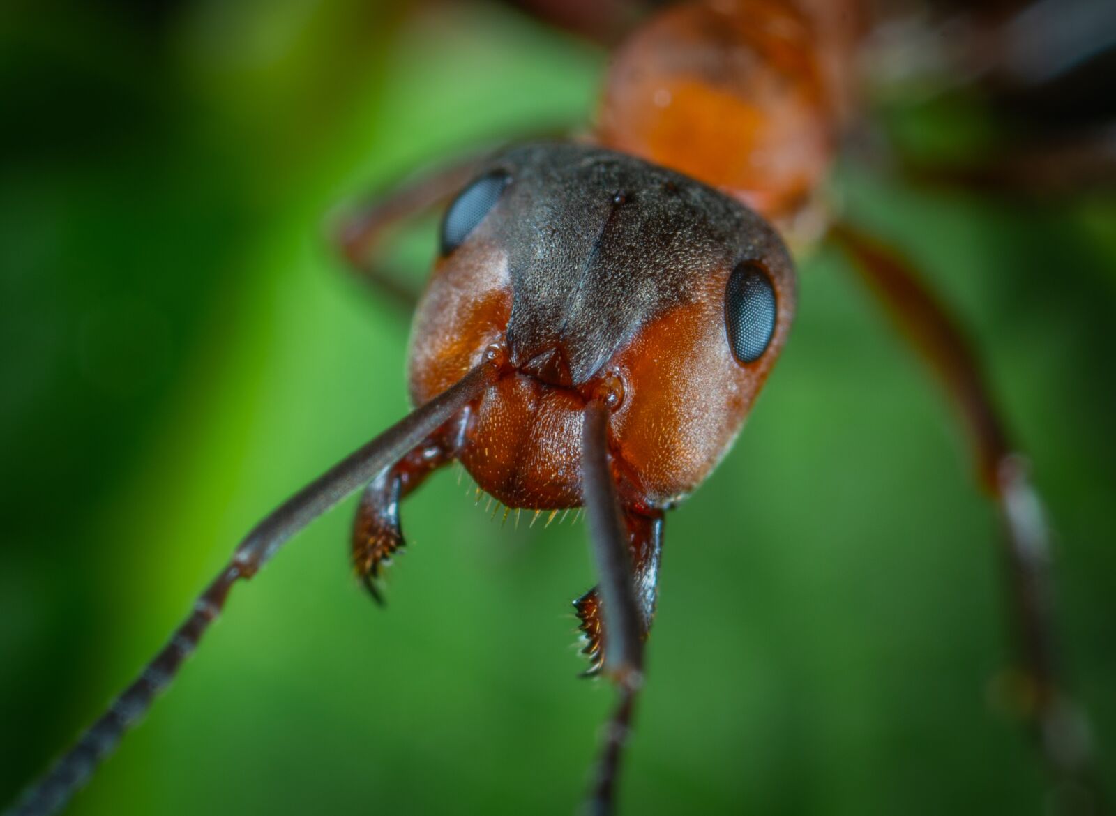 Sony a7R II sample photo. Macro, insect, ant photography