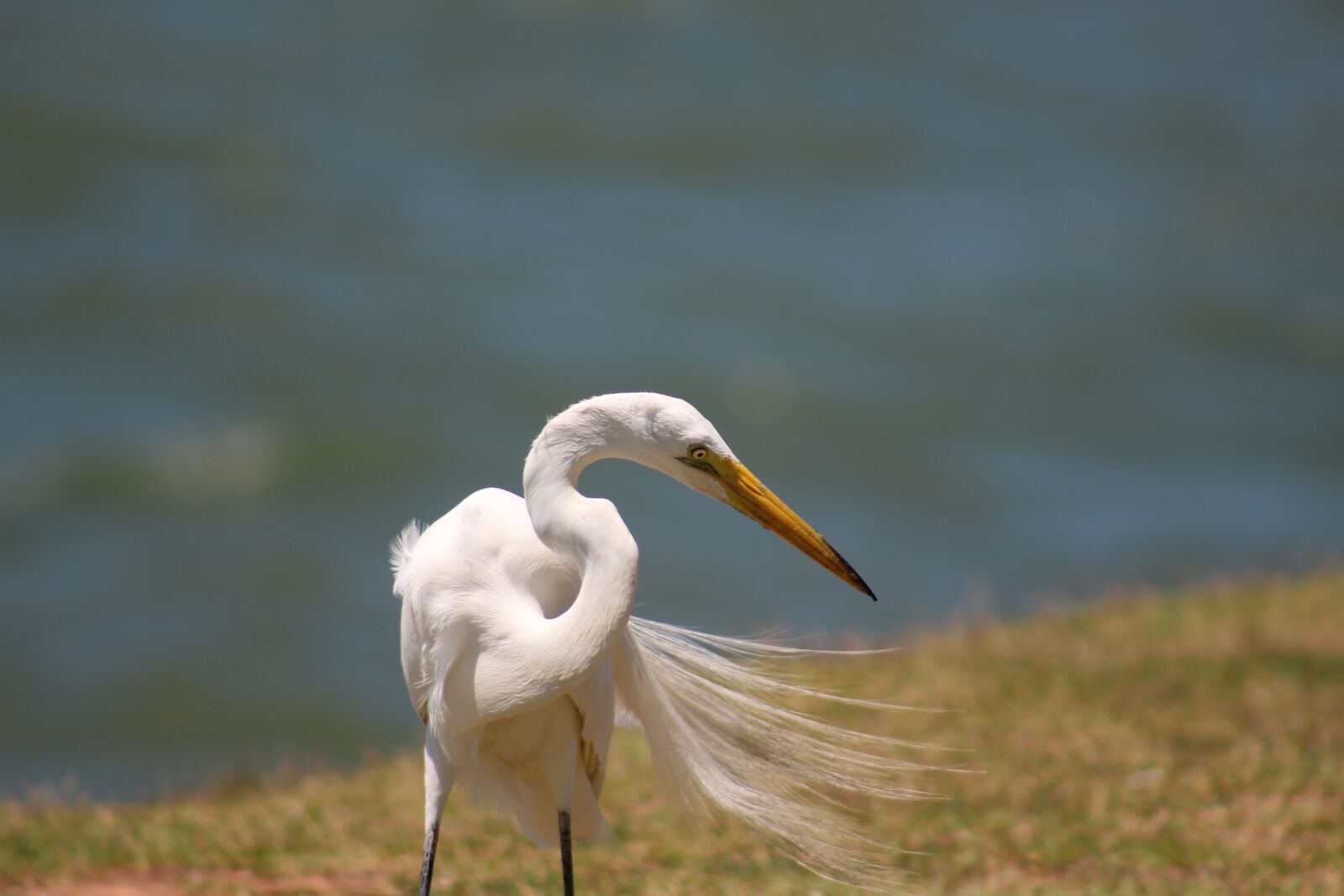 Canon EOS 1300D (EOS Rebel T6 / EOS Kiss X80) sample photo. Heron, bird, animal photography