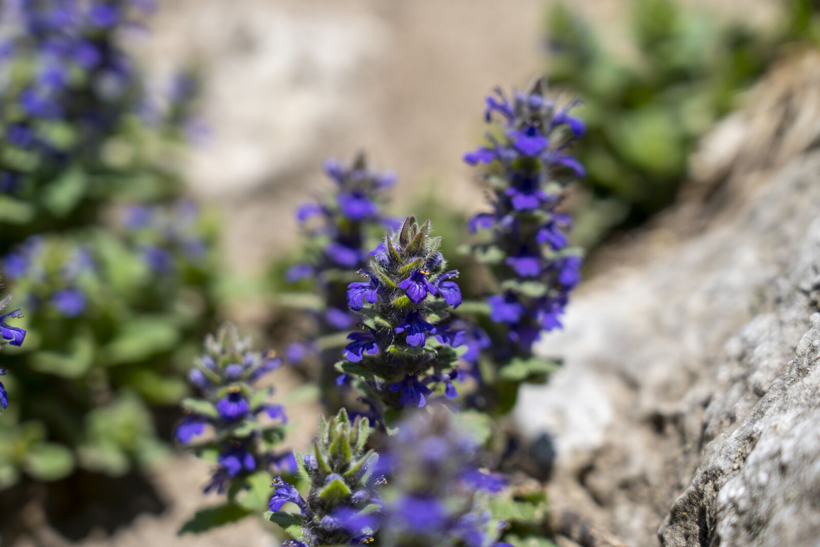 Sony FE 24-105mm F4 G OSS sample photo. Flowers, nature, purple photography
