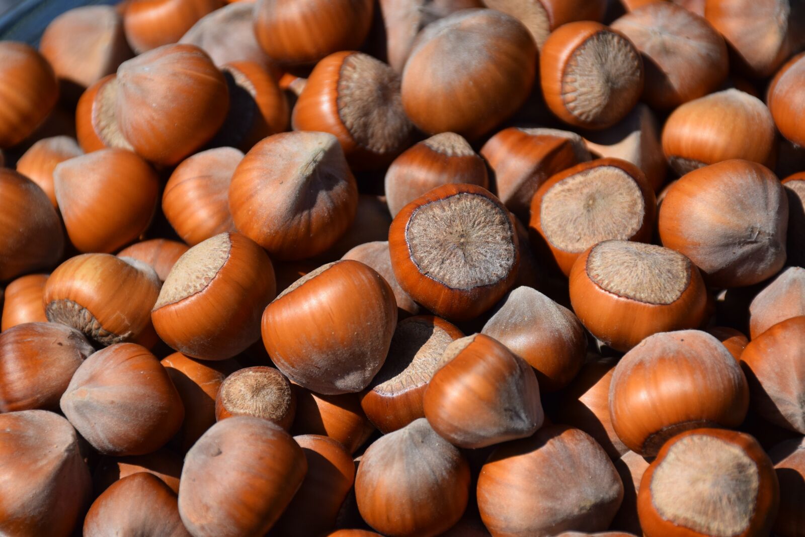 Nikon D5300 sample photo. Hazelnut, hazel, nuts photography