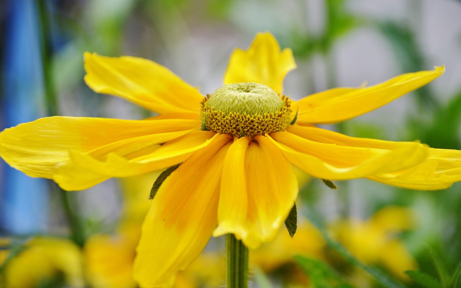 Nikon D7000 sample photo. Flower, yellow, floral photography