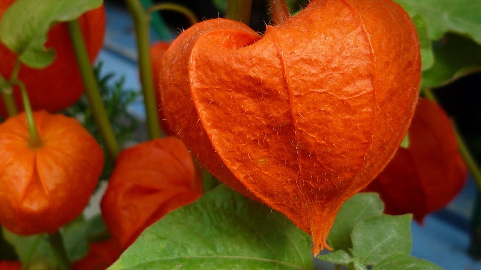 Panasonic Lumix DMC-FS6 sample photo. Chinese lantern flower, blossom photography