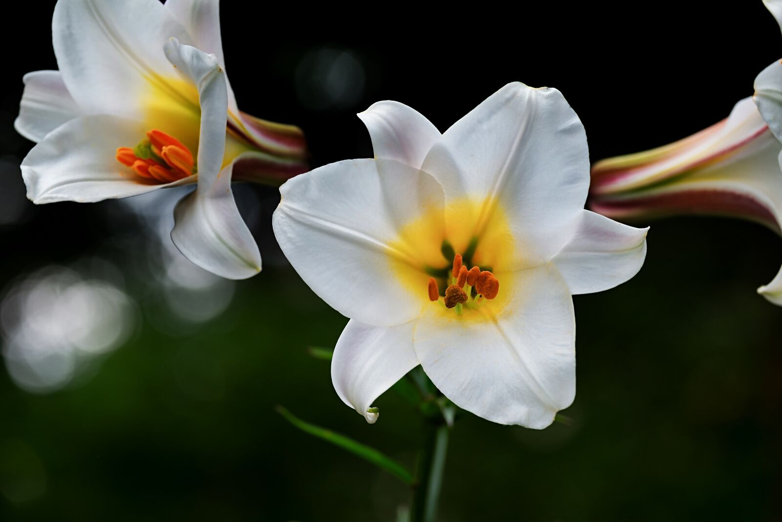 Fujifilm XF 55-200mm F3.5-4.8 R LM OIS sample photo. David-lily, lily, white photography