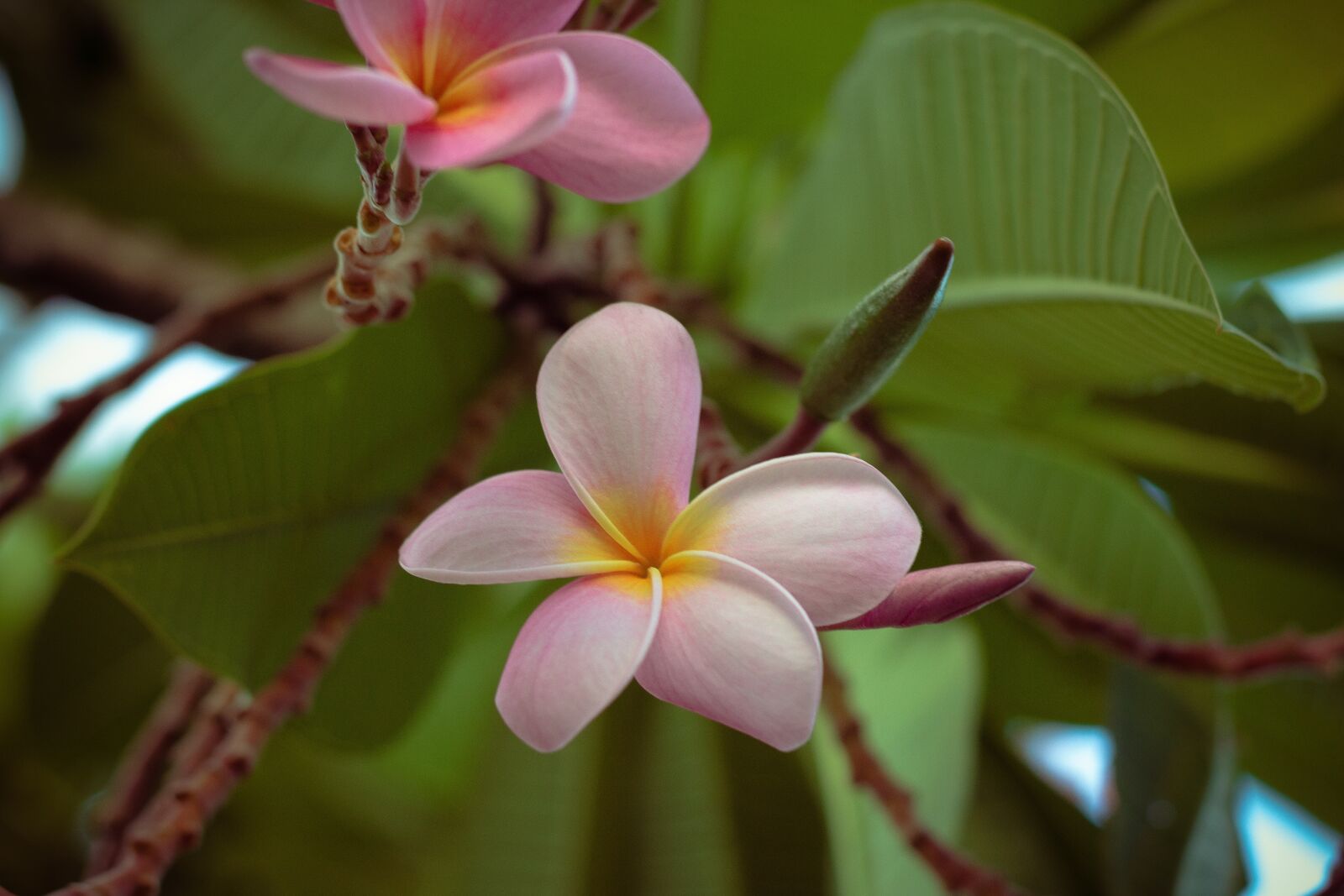 Canon EOS 700D (EOS Rebel T5i / EOS Kiss X7i) + Canon EF 50mm F1.8 STM sample photo. Plumeria, flower, flowers photography