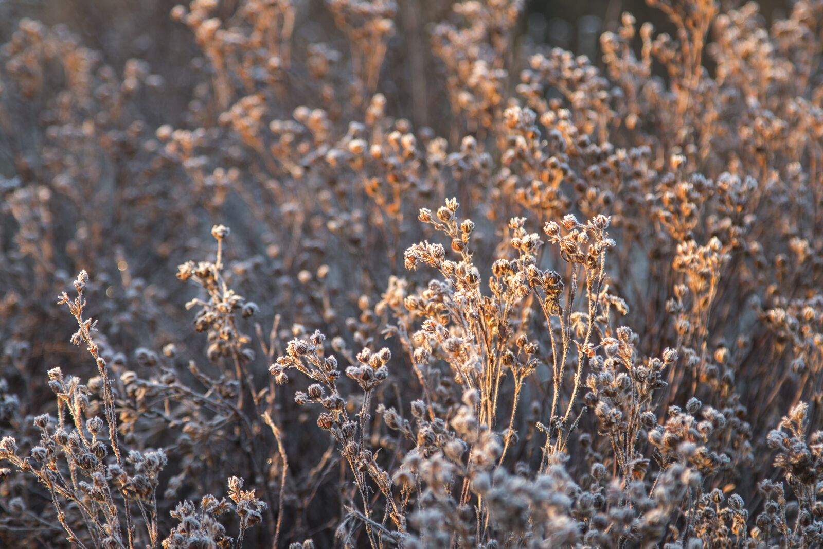 Canon EOS 70D + Canon EF 24-105mm F4L IS USM sample photo. Bush, frost, light photography