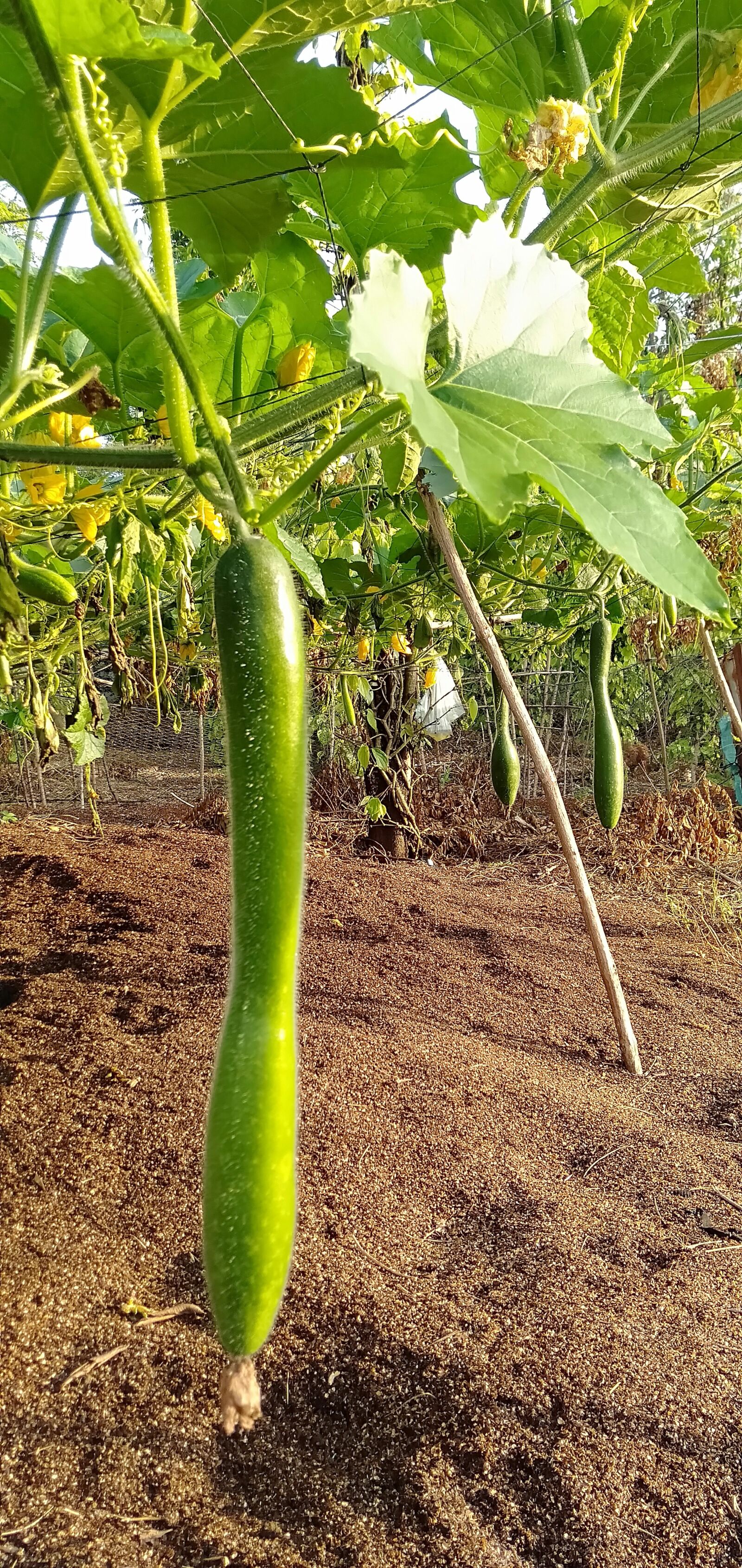 OPPO A3S sample photo. Gourd, melon, pumpkin photography