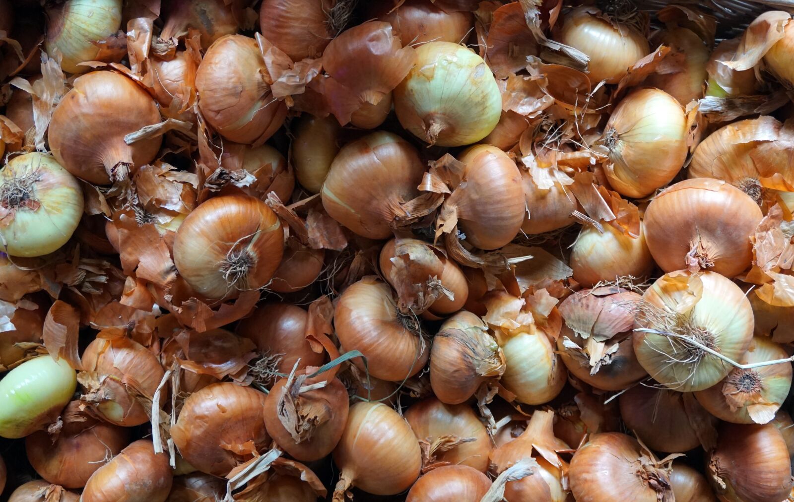 Sony Alpha a5000 (ILCE 5000) sample photo. Onion, fresh, harvest photography