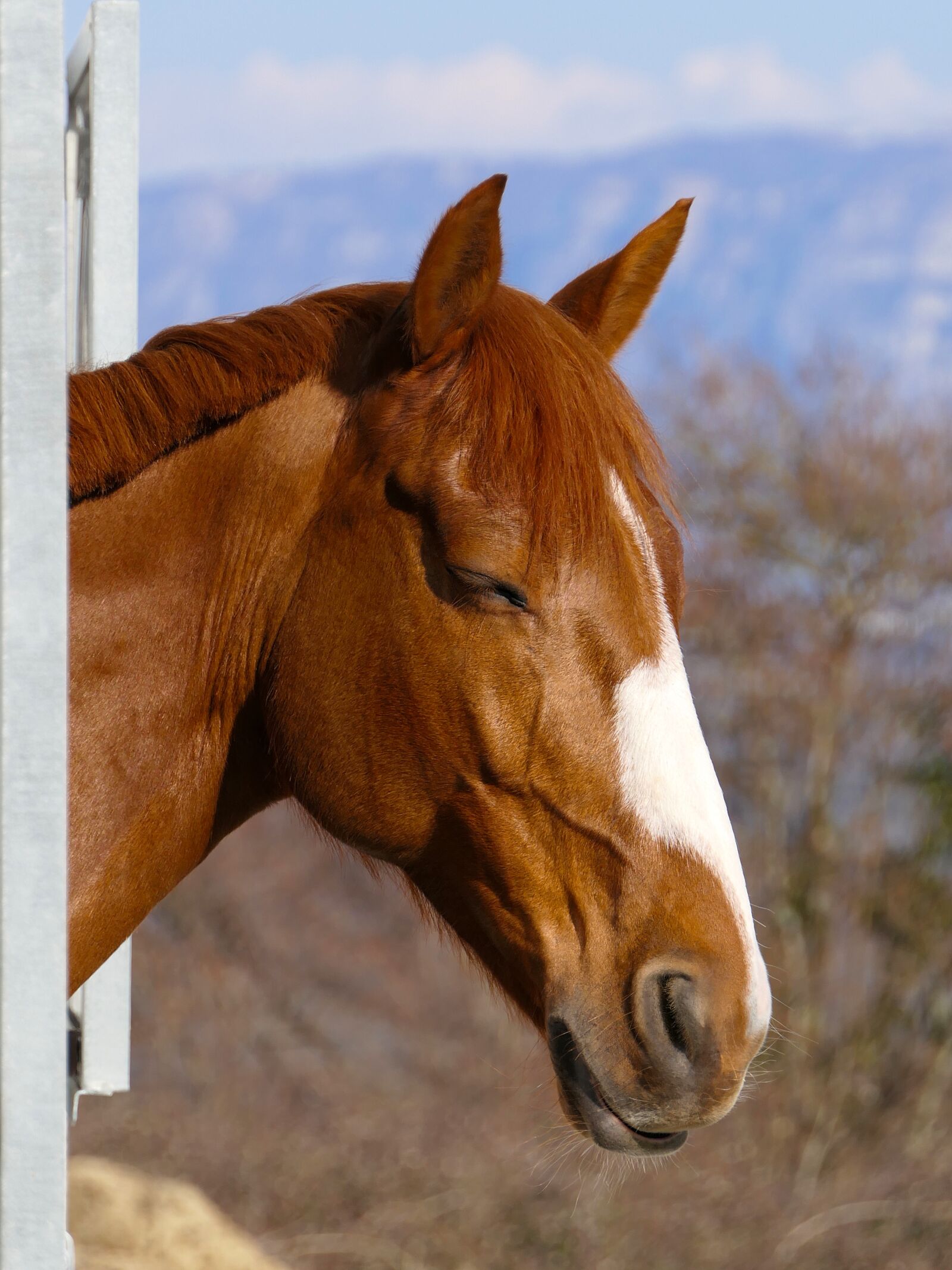 Panasonic Lumix DMC-FZ2500 (Lumix DMC-FZ2000) sample photo. Horse, sleeps, portrait photography