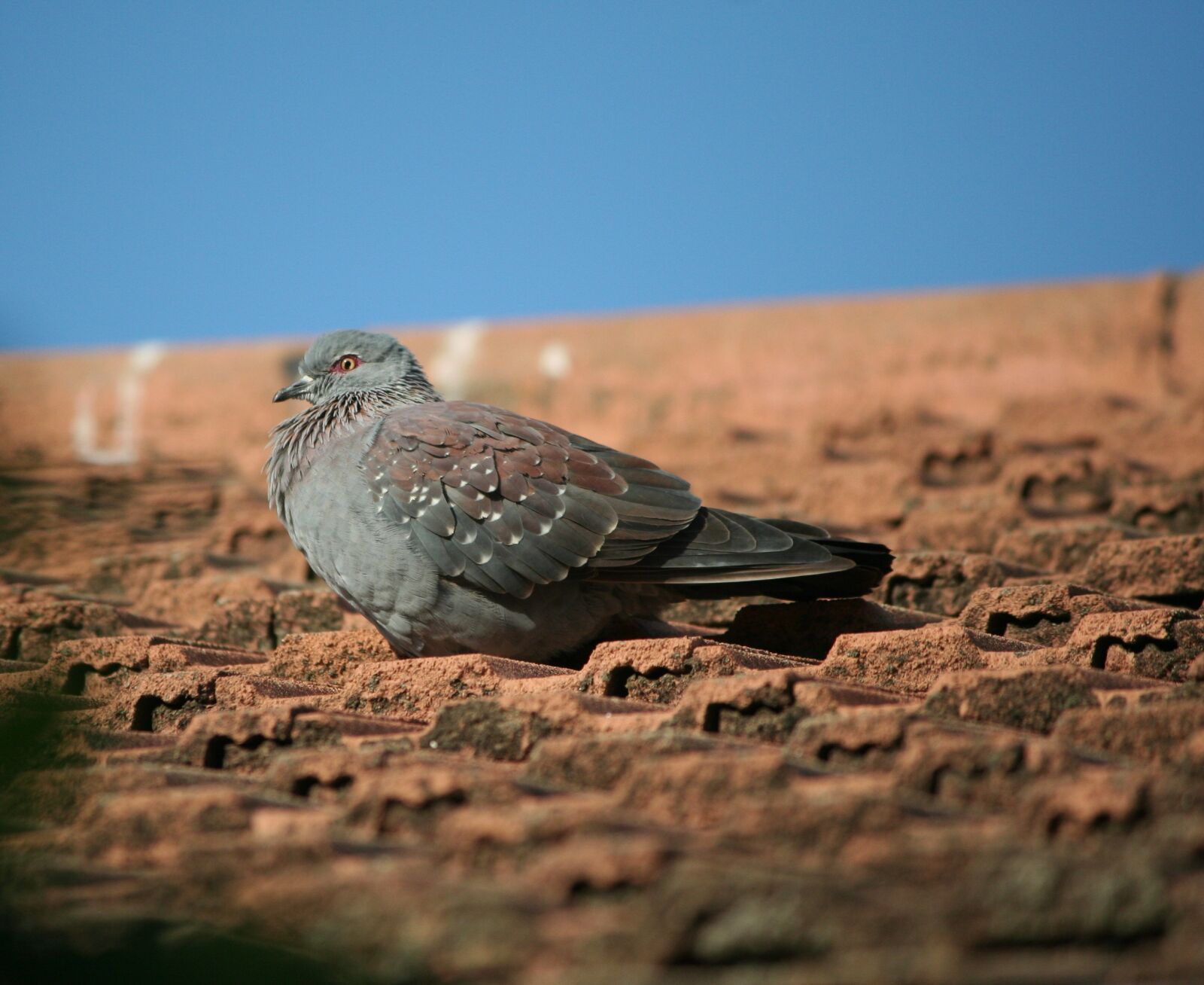 Canon EOS 350D (EOS Digital Rebel XT / EOS Kiss Digital N) sample photo. Animal, bird, rock pigeon photography