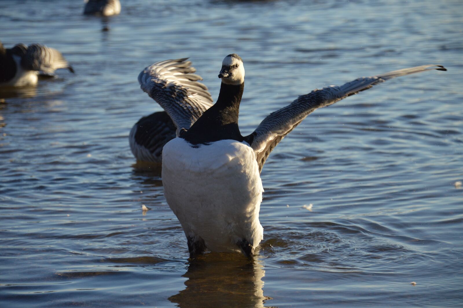 Nikon D3200 sample photo. Goose, bird, wings photography