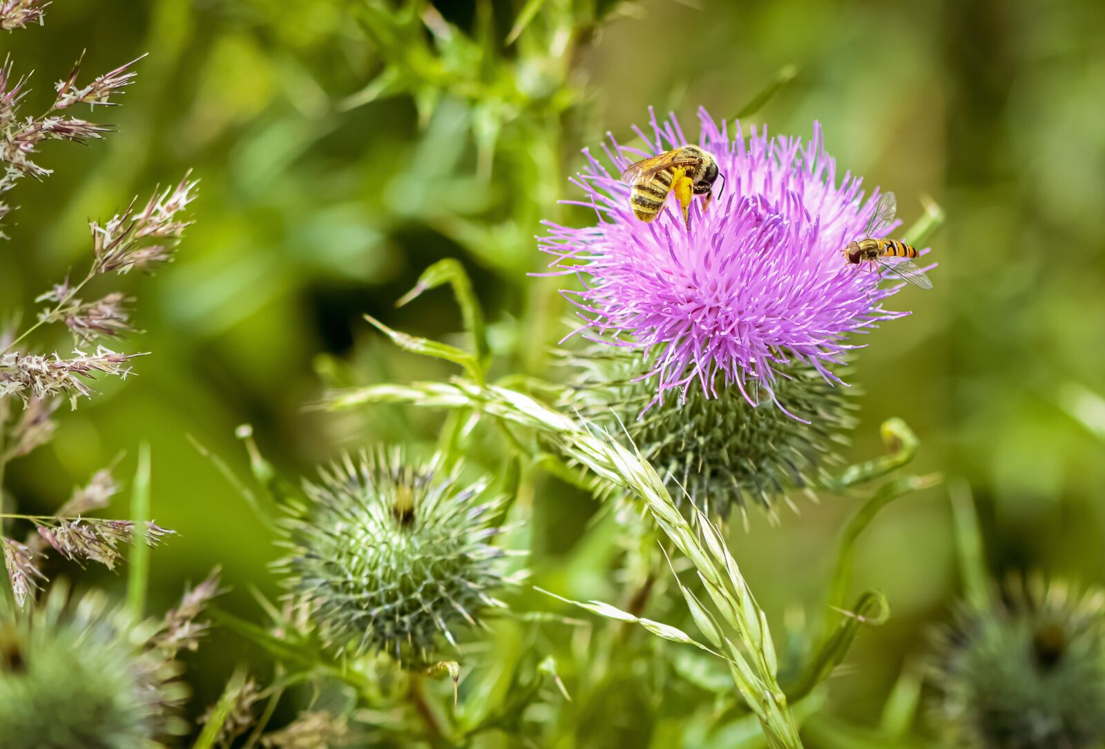 Nikon D7200 sample photo. Thistle, flower, insect photography