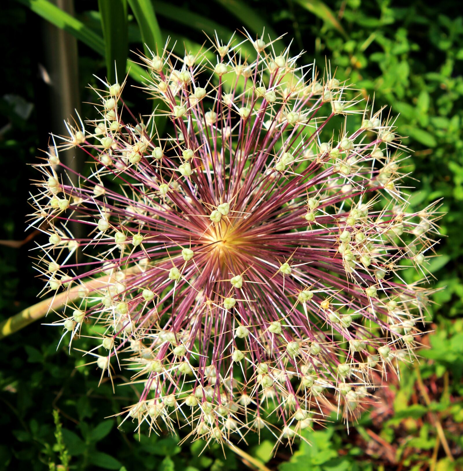 Canon EOS 600D (Rebel EOS T3i / EOS Kiss X5) sample photo. Allium, overblown, seed box photography