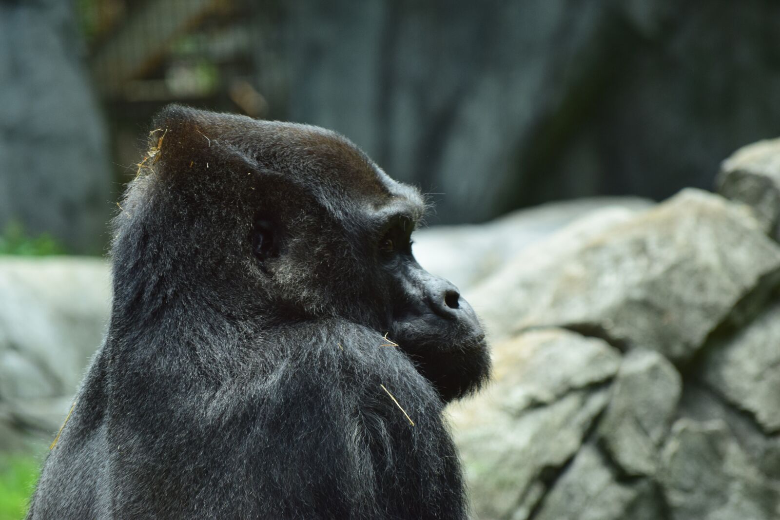 Nikon D3300 sample photo. Silverback, gorilla, zoo photography
