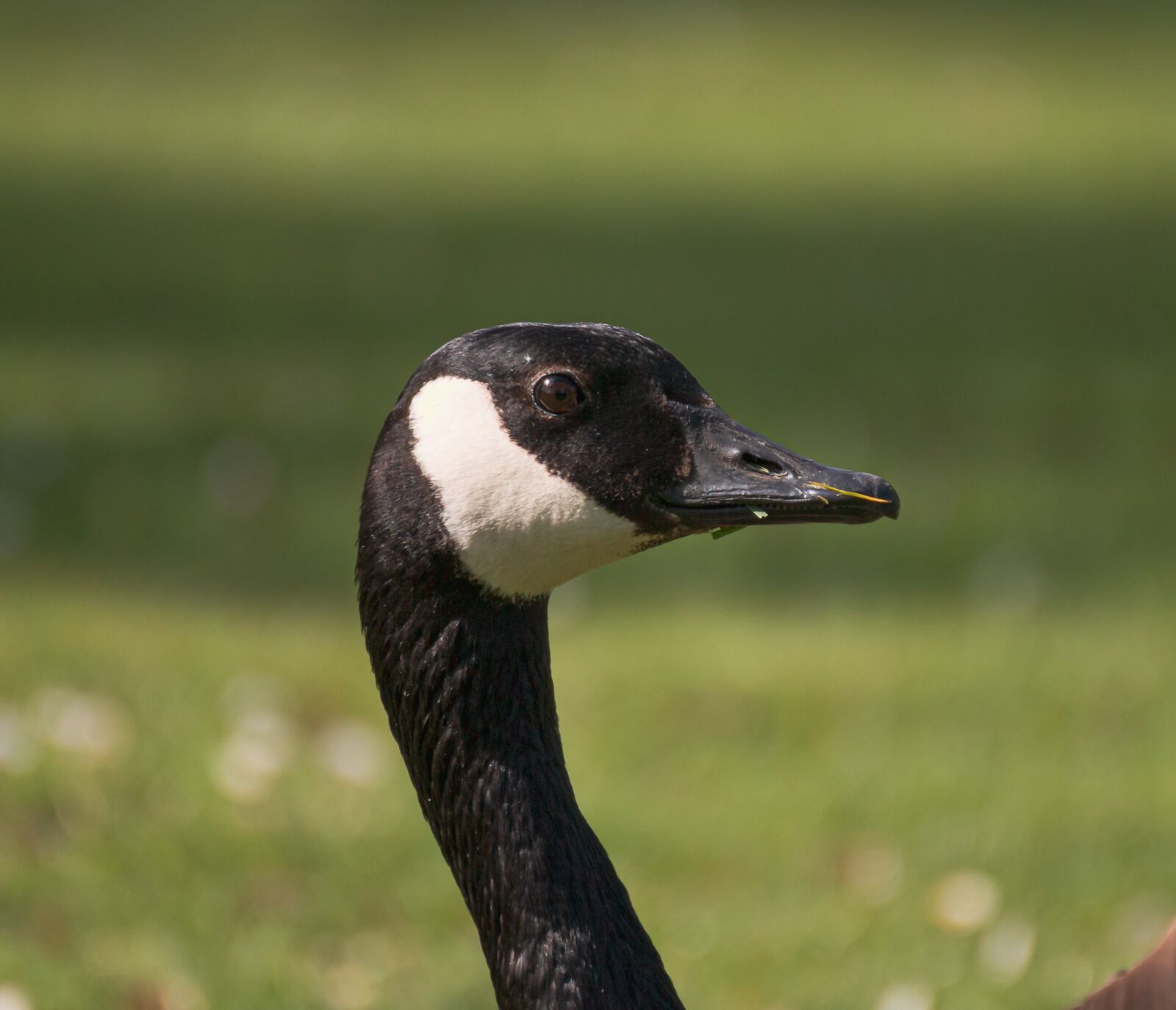 Canon EOS 70D sample photo. Goose, head, nature photography
