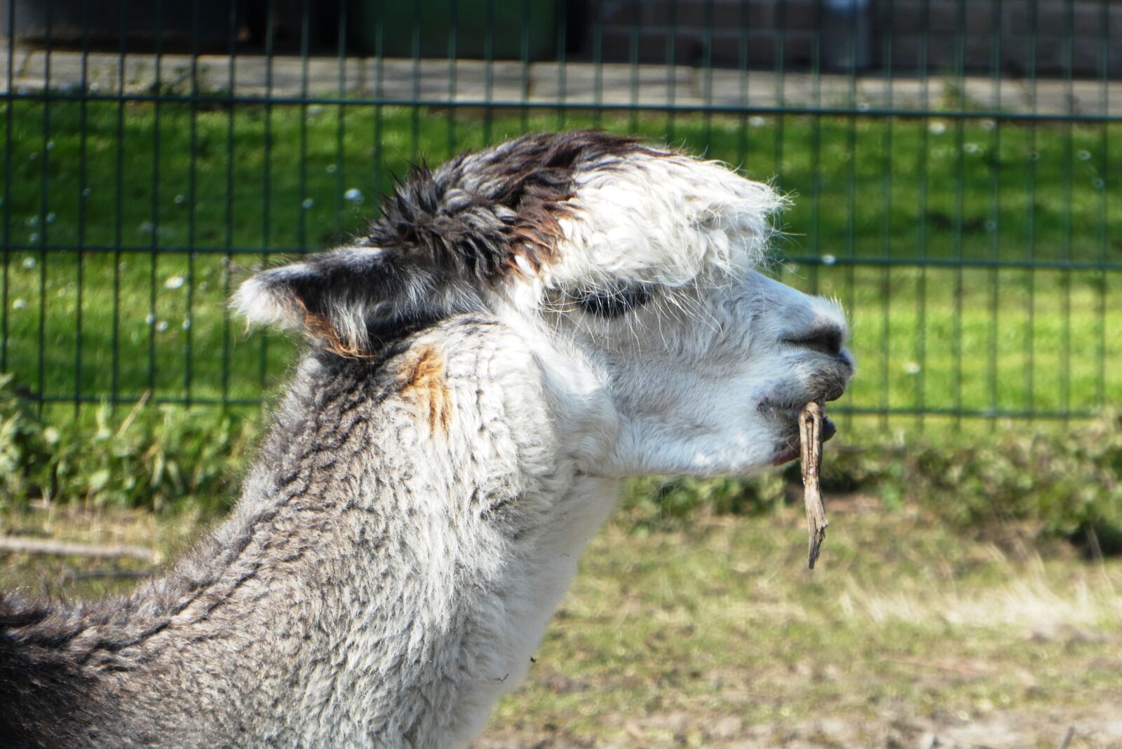 Panasonic Lumix DC-ZS70 (Lumix DC-TZ90) sample photo. Alpaca, petting, mammal photography