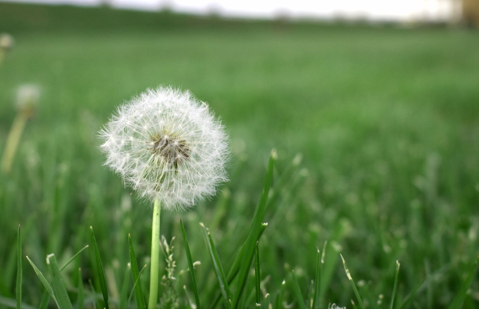 Canon EOS 70D sample photo. Grass, spring, green photography