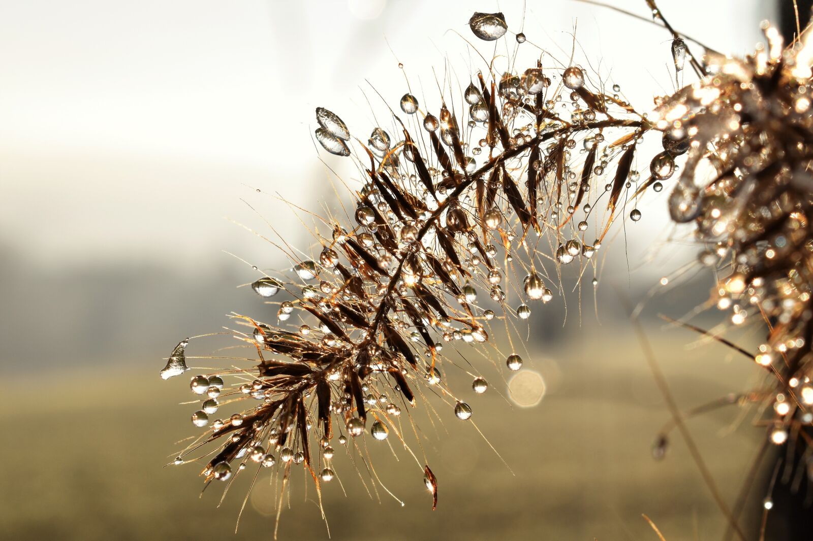 Nikon D5500 sample photo. Drip, dew, dewdrop photography