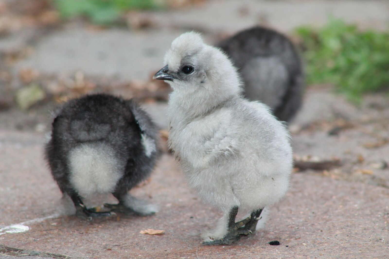 Canon EF75-300mm f/4-5.6 sample photo. Chicks, are chickens, small photography