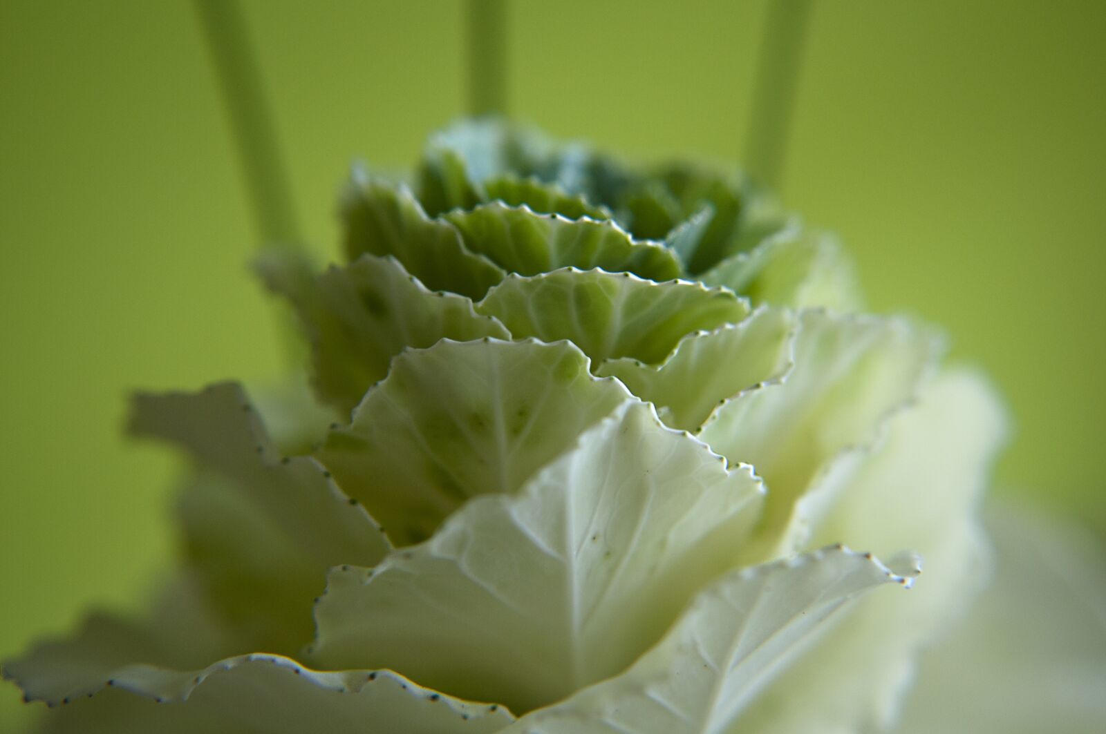Nikon D90 sample photo. Kohl, blossom, bloom photography