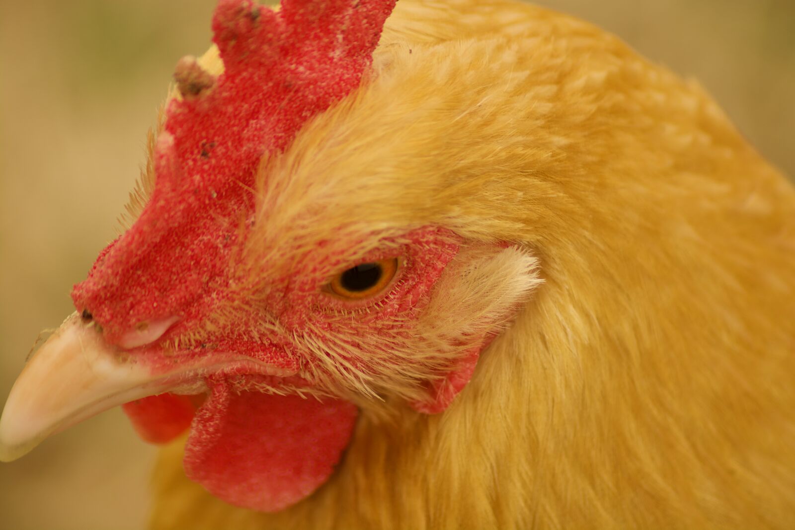 Nikon D5200 sample photo. Chicken, hen, poultry photography