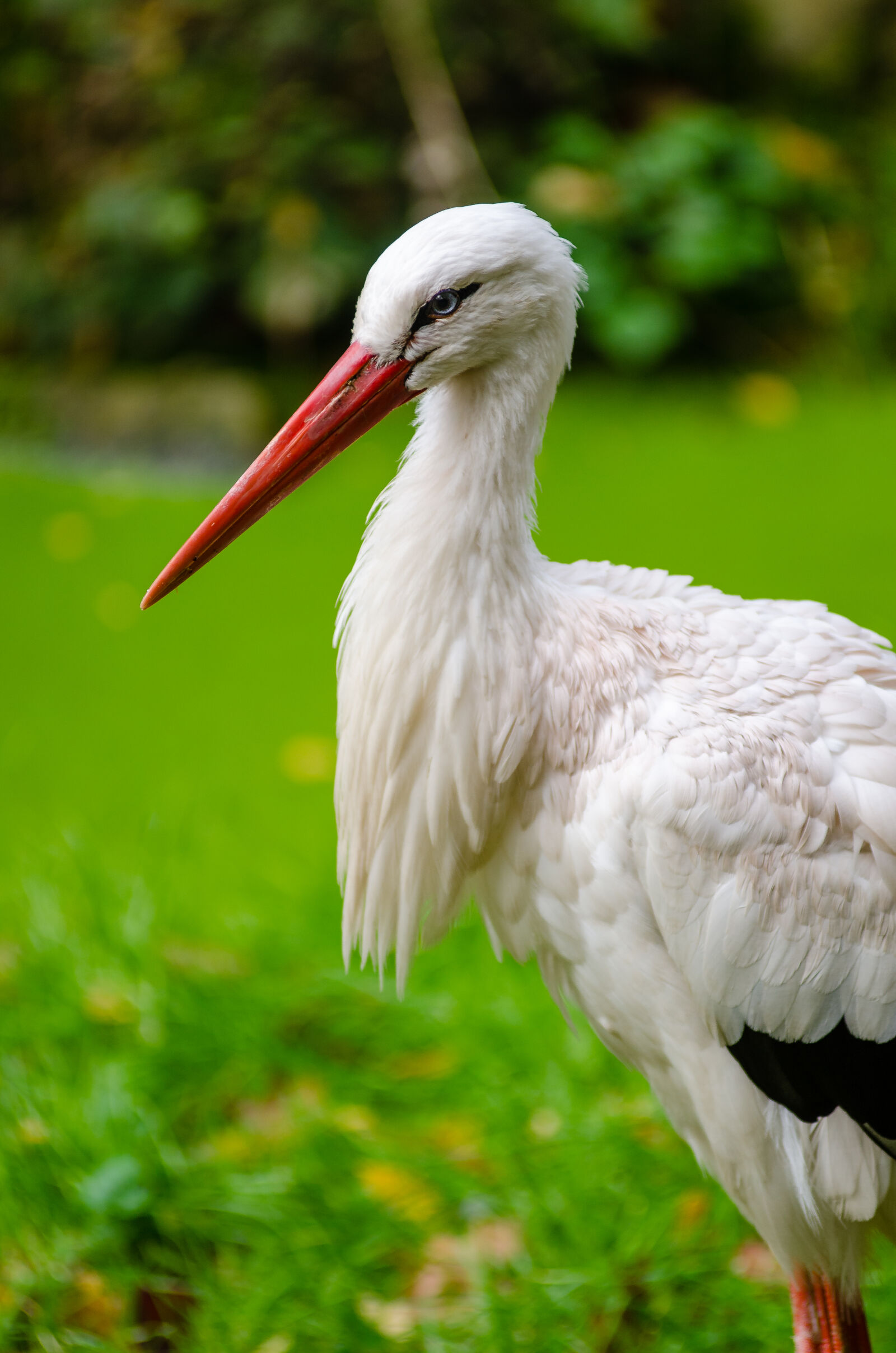 AF Zoom-Nikkor 80-200mm f/2.8 ED sample photo