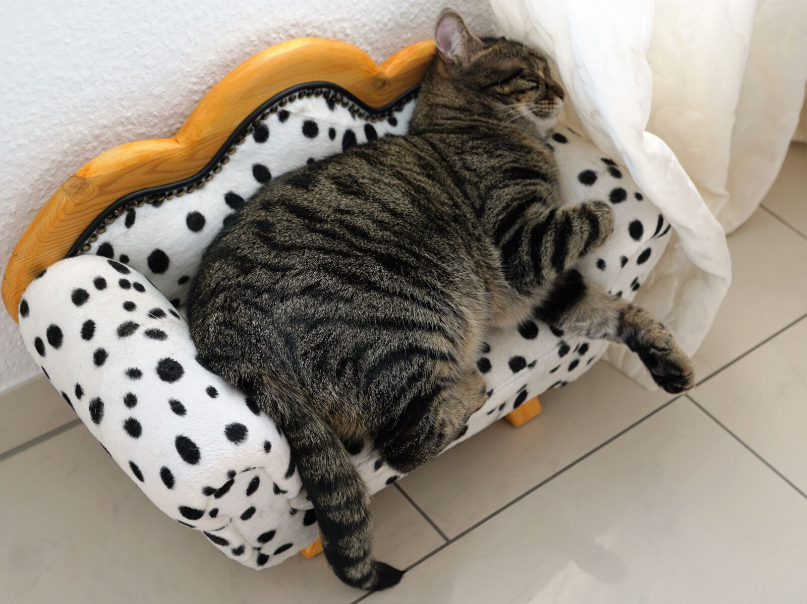 Sony ILCA-77M2 + Sony DT 16-50mm F2.8 SSM sample photo. Cat, tiger, tigerle photography