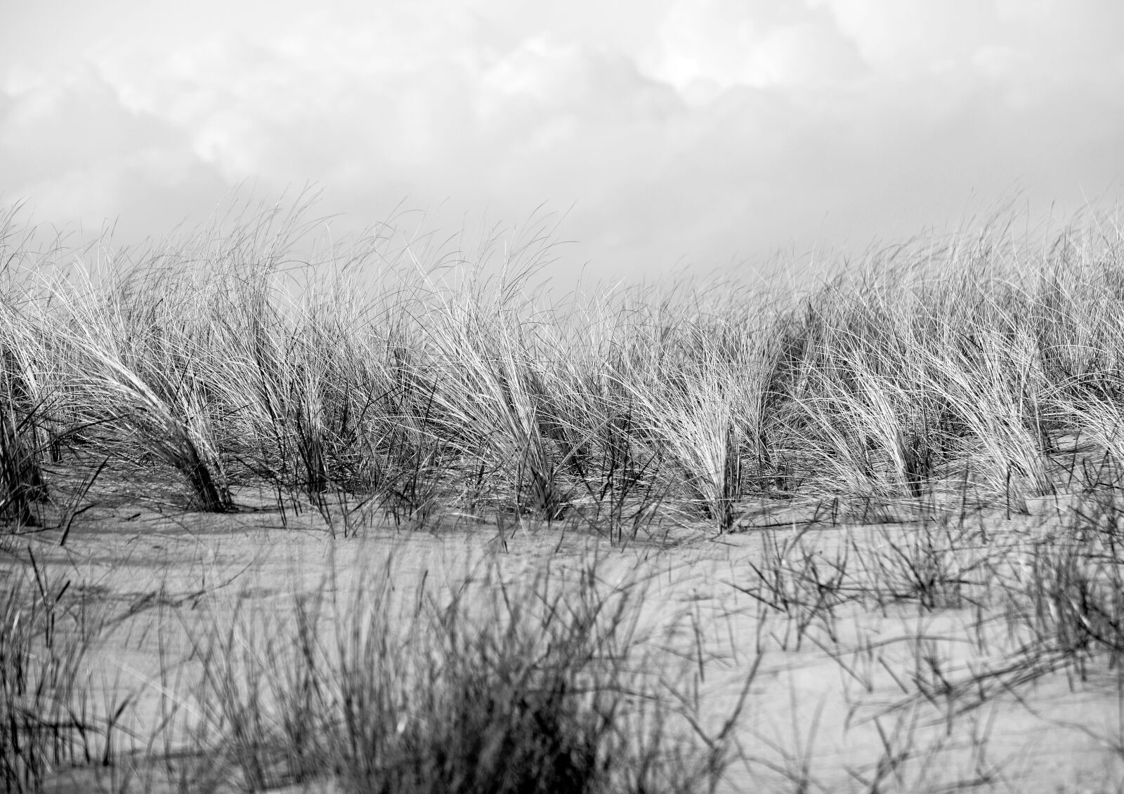 Nikon D610 sample photo. Dunes, dune grass, beach photography